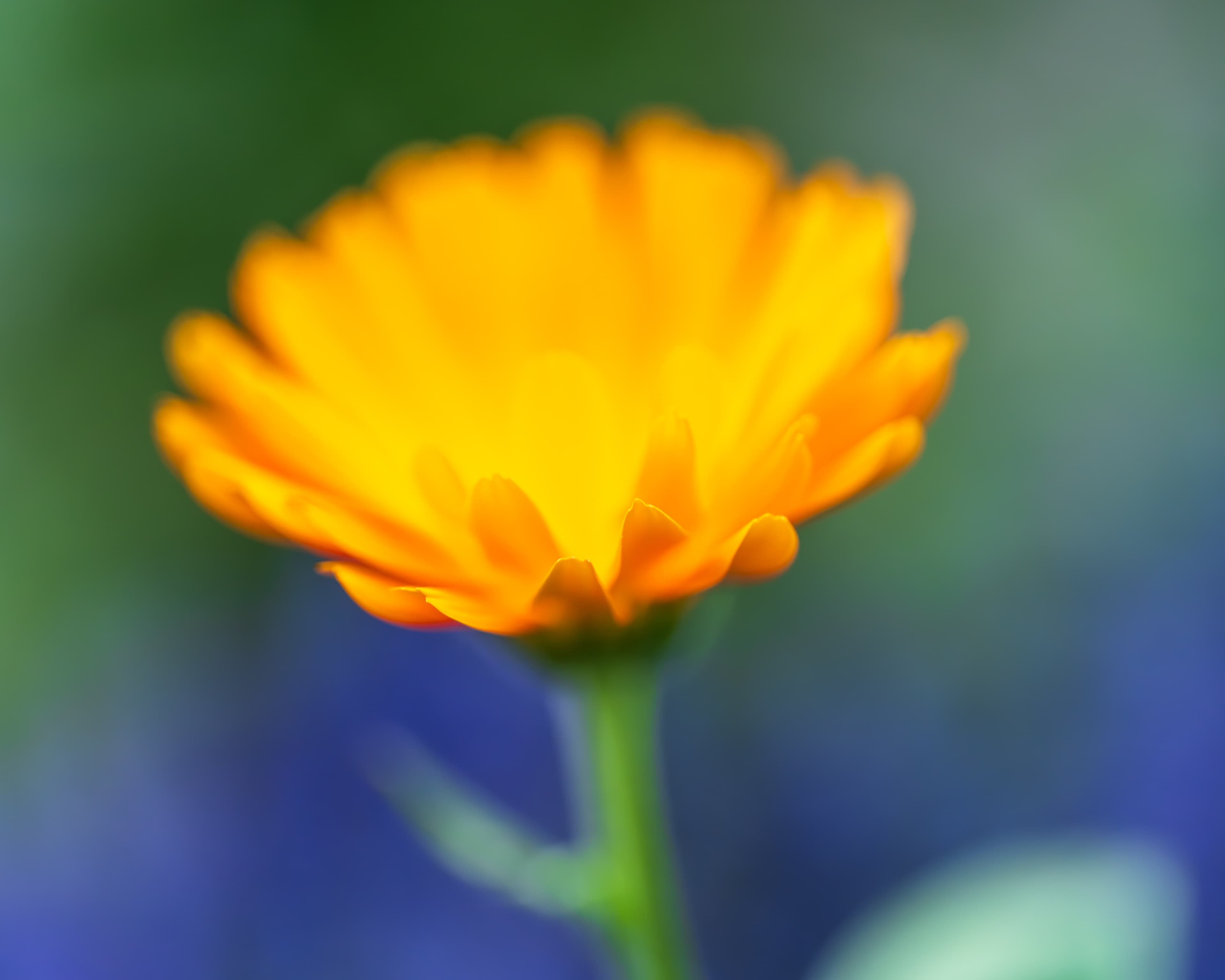 Calendula Marigold Macro Orange Bokeh Garden