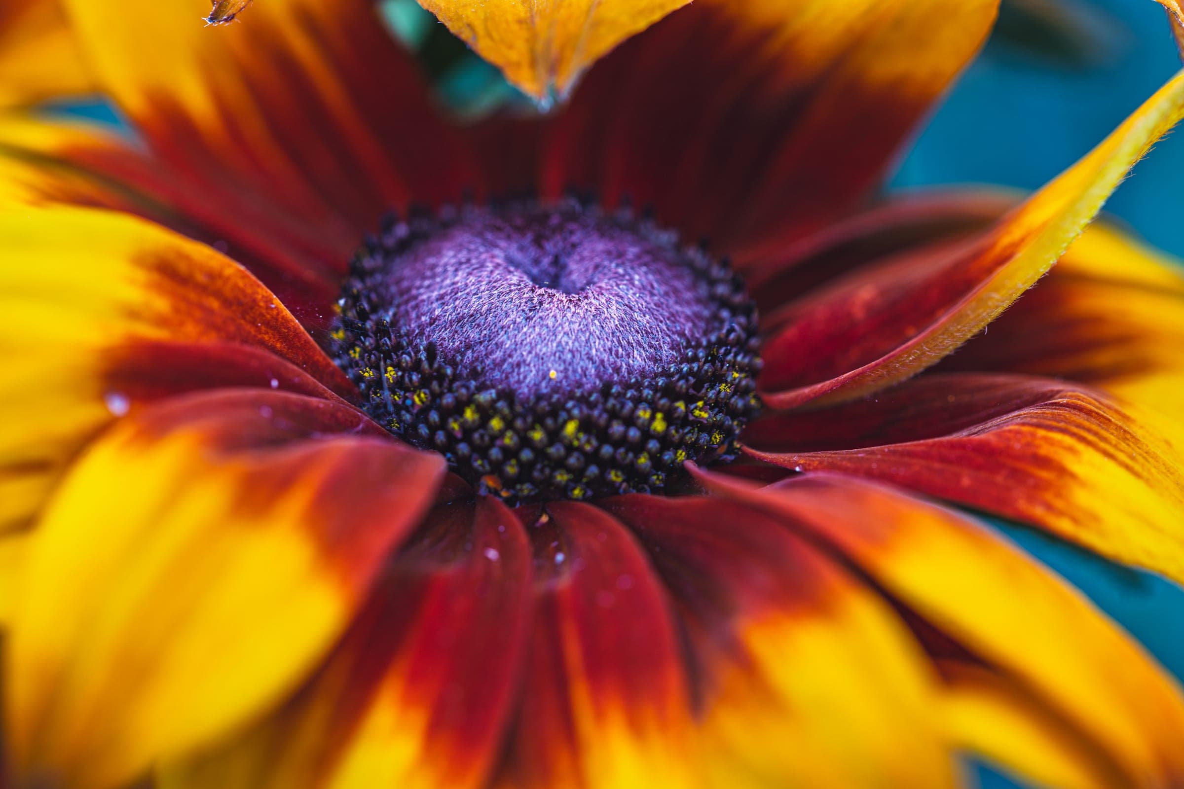 Macro heart of a rudbeckia bloom