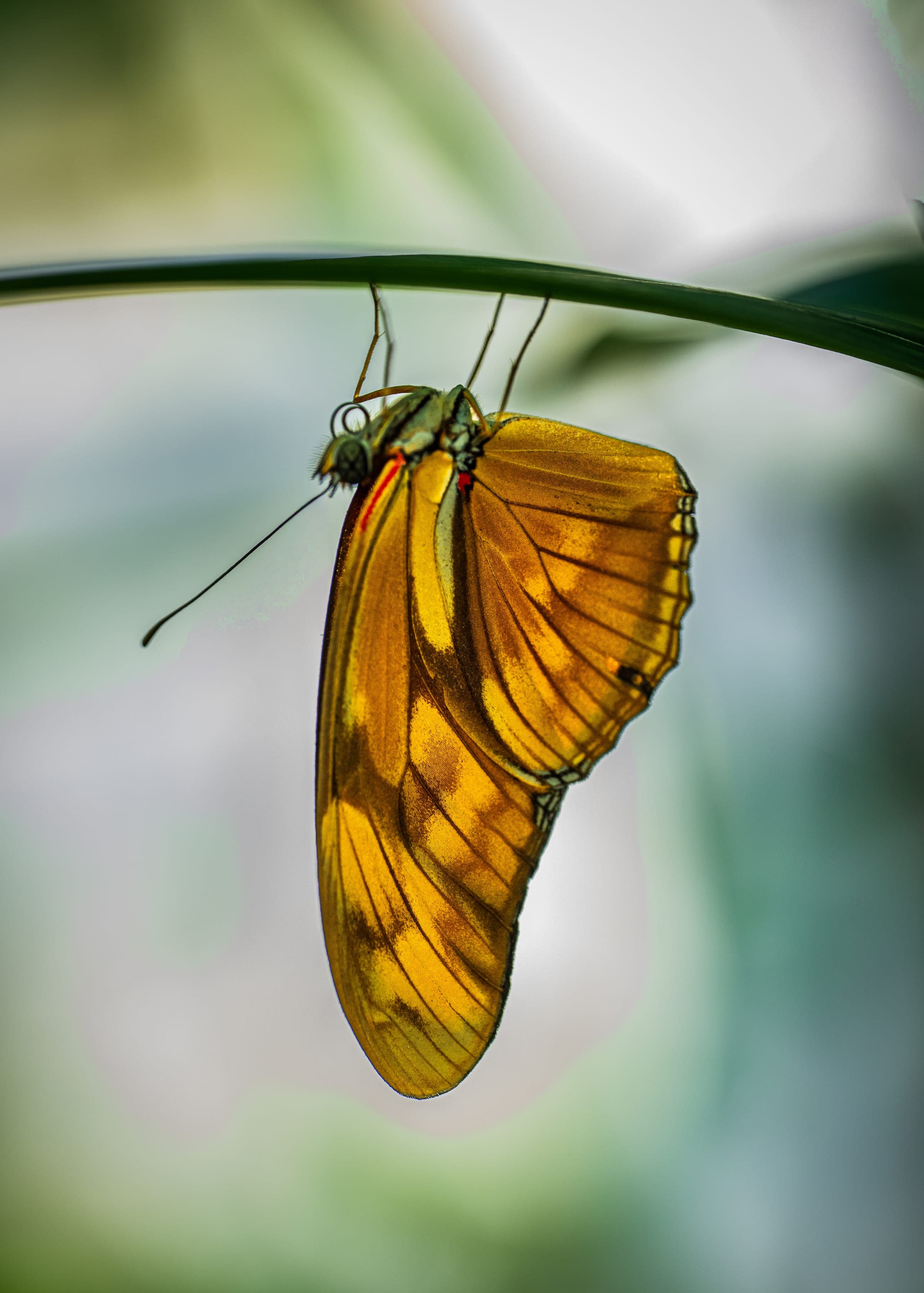 Julia heliconian hangs from a grass blade with wings closed, the underside catching backlit greenhouse light and glowing through the wing membranes — gold and burnt amber with darker veins crossing…