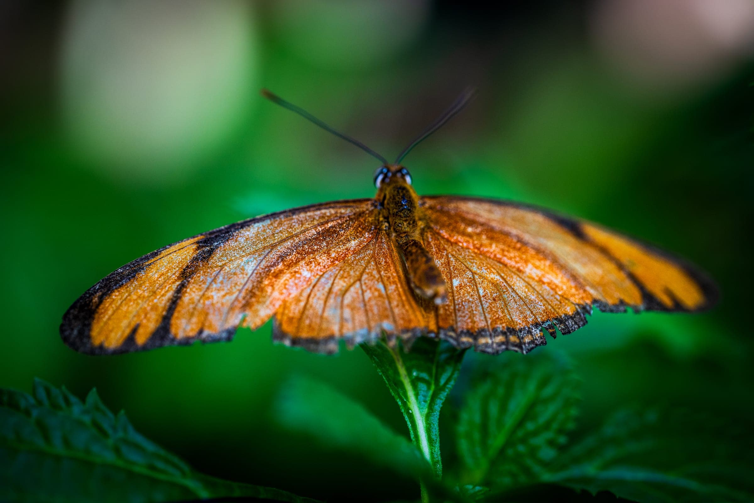 Julia heliconian seen head-on, the compound eyes and proboscis clearly visible as the butterfly faces the camera.