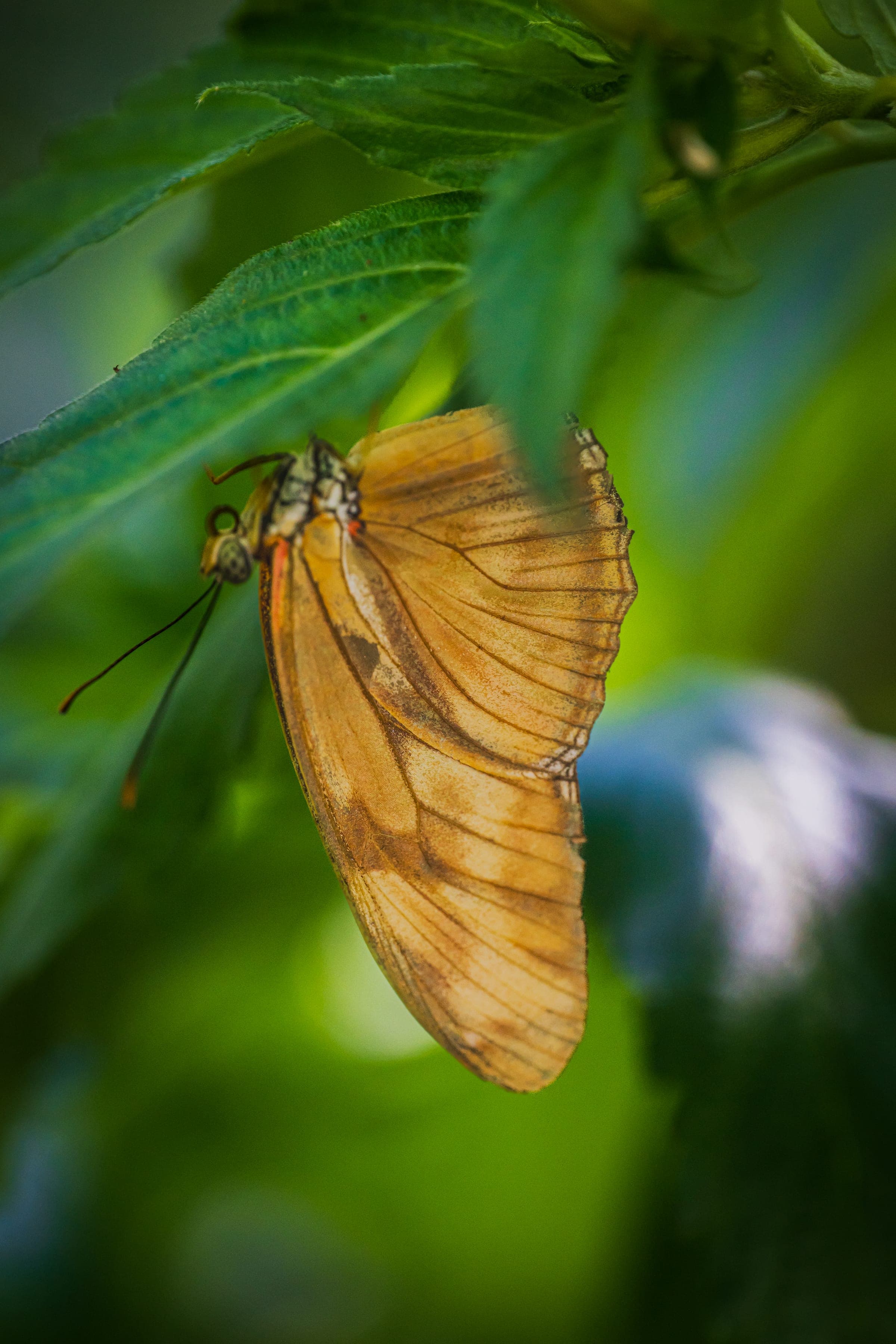 A Julia heliconian (Dryas Iulia) hangs beneath a leaf with wings closed, the soft tan-and-brown underside completely changing the impression most viewers carry of the species.