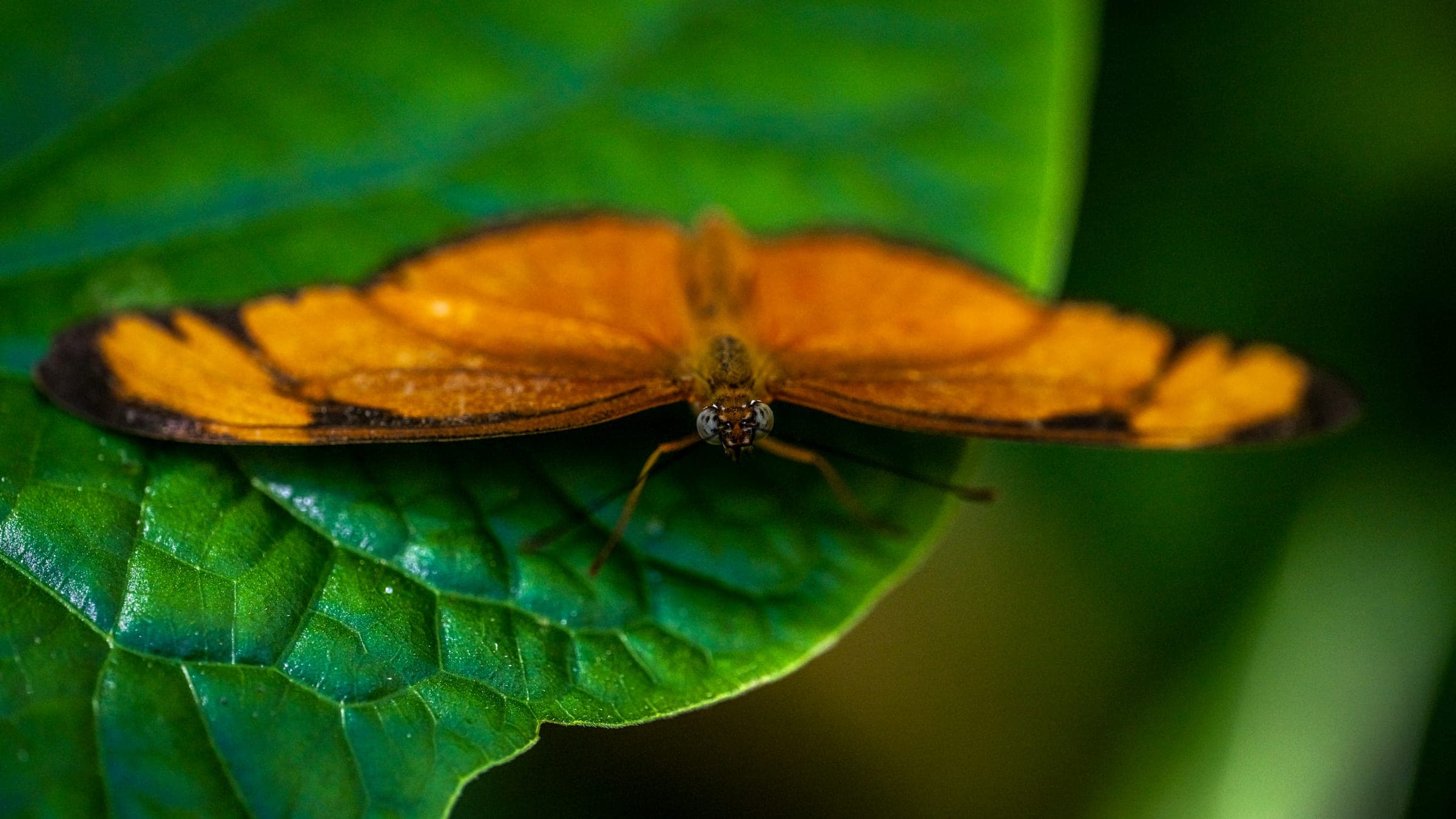 Julia heliconian with wings fully open, dorsal surface in full saturated orange against a deep green leaf and softly dappled greenhouse light.
