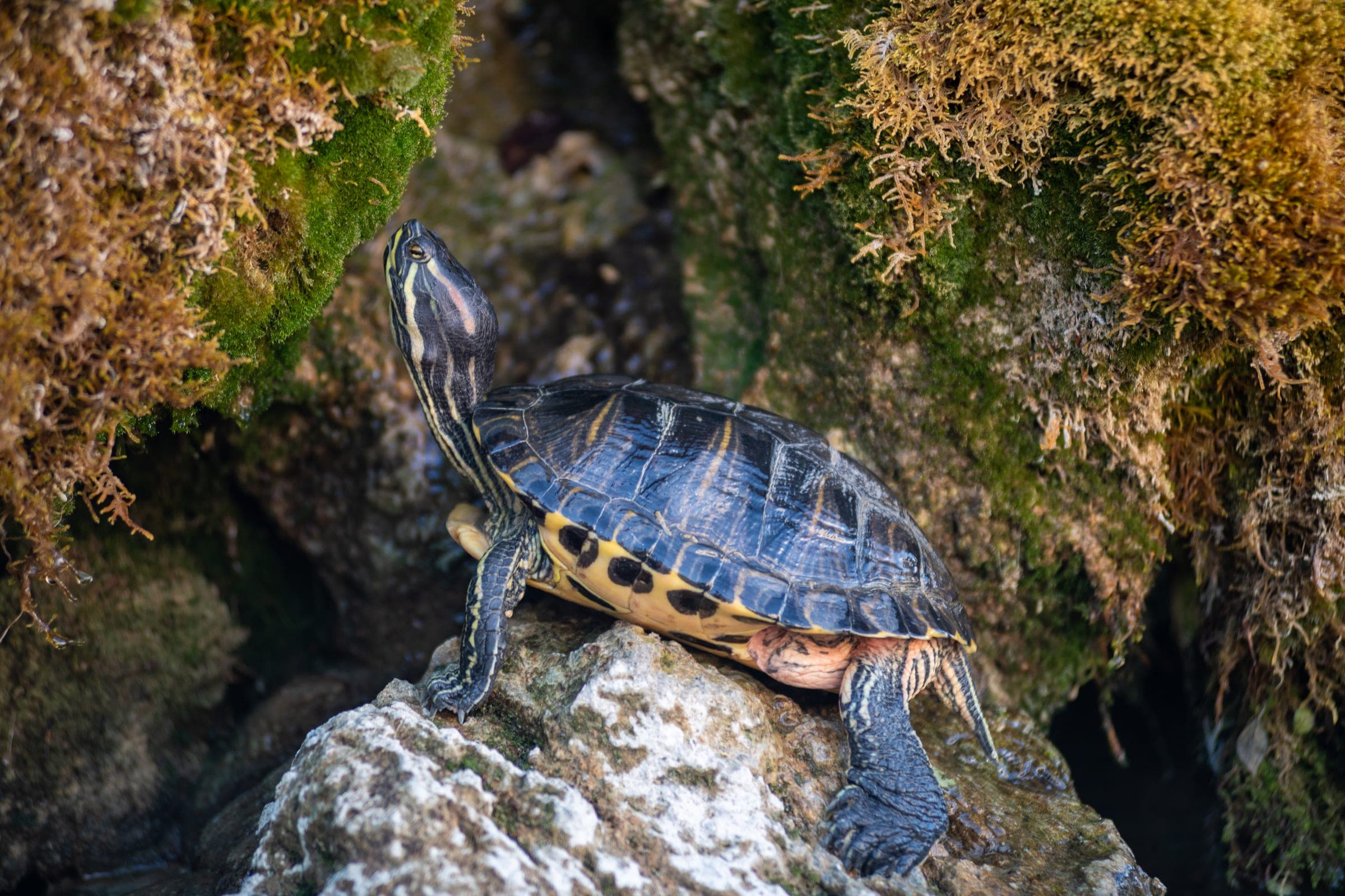 A single pond slider turtle (Trachemys scripta) climbs up moss-covered rocks, the yellow plastron with its dark spots clearly visible and the neck stretched into the characteristic alert posture.