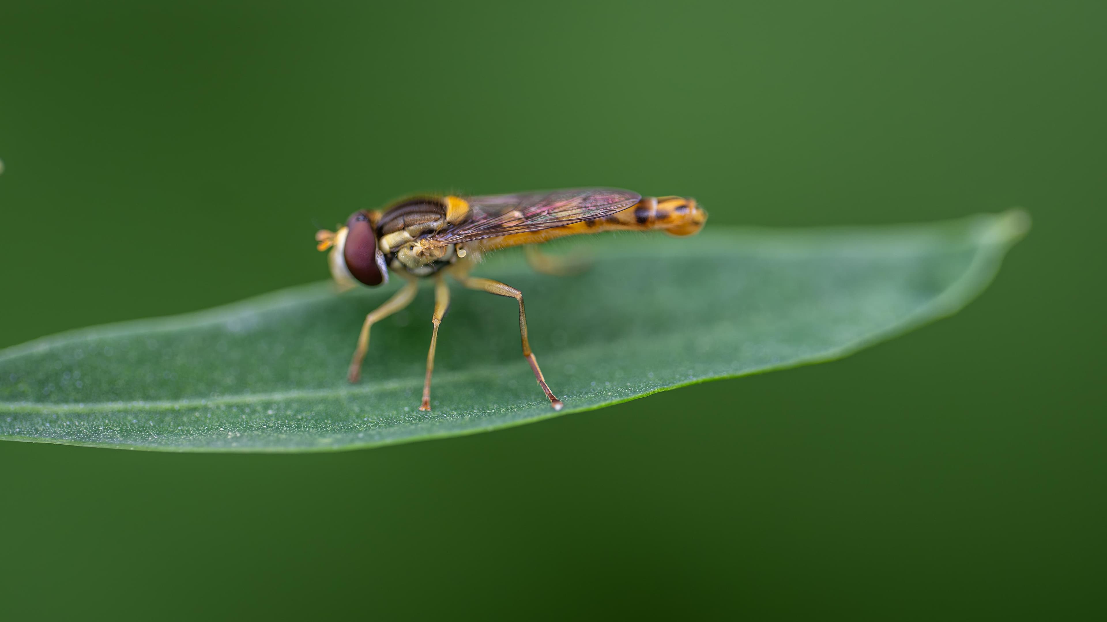 Hoverfly Resting on Leaf Rotterdam Netherlands Macro