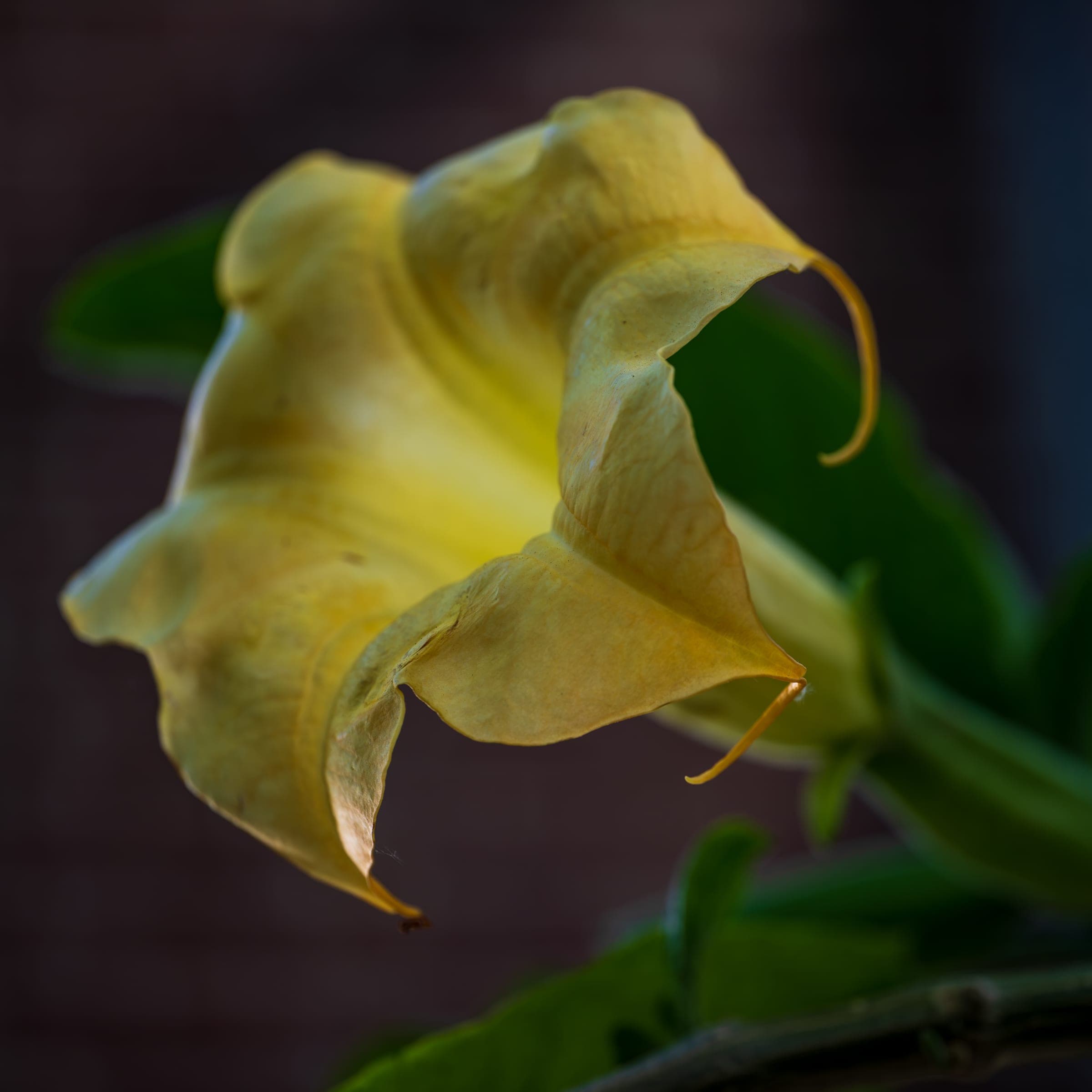 A large pendant trumpet flower of Brugmansia (angel's trumpet) hangs in pale yellow-green against a dark background at Hortus Botanicus Amsterdam.