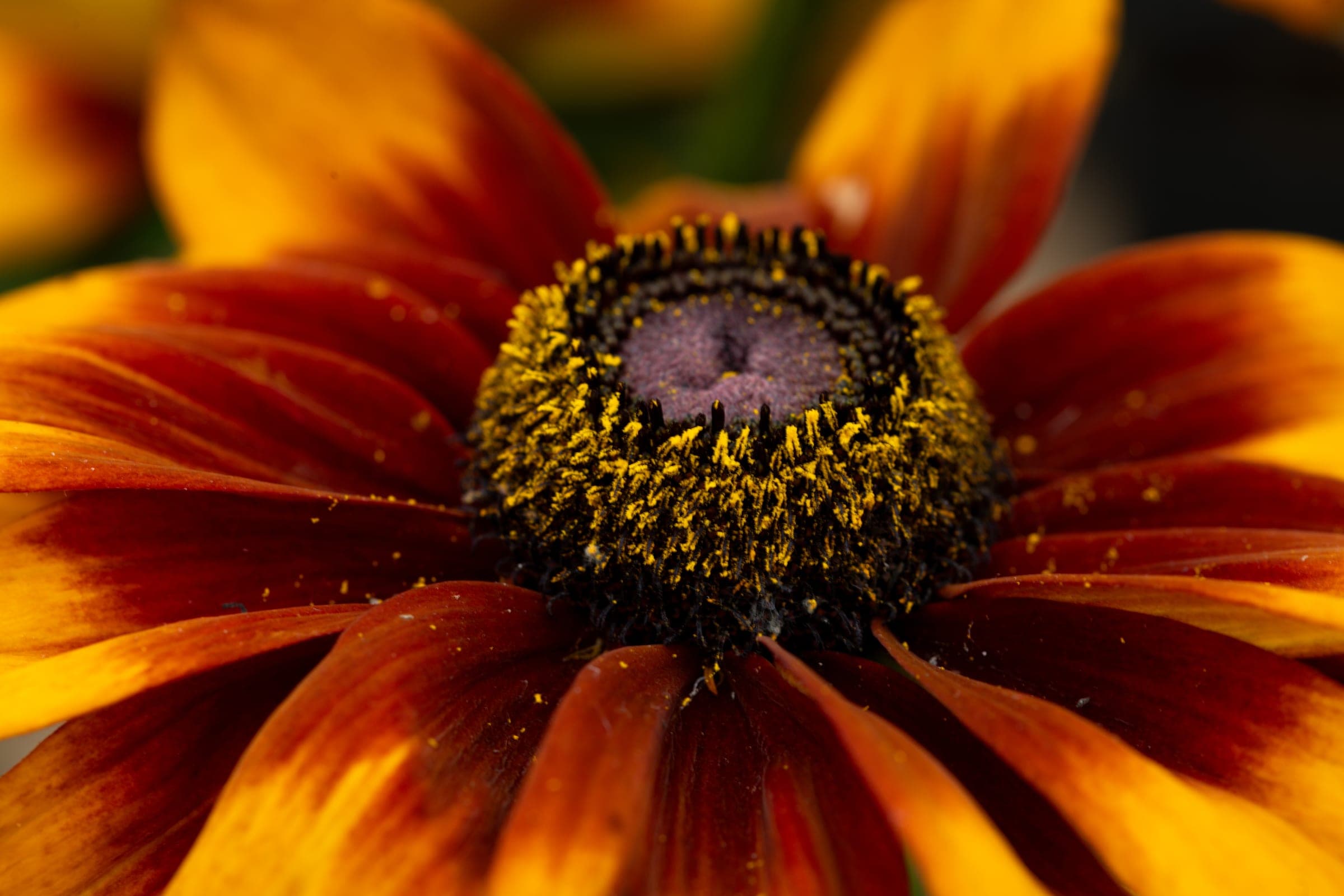 Black-eyed Susan with golden pollen crown