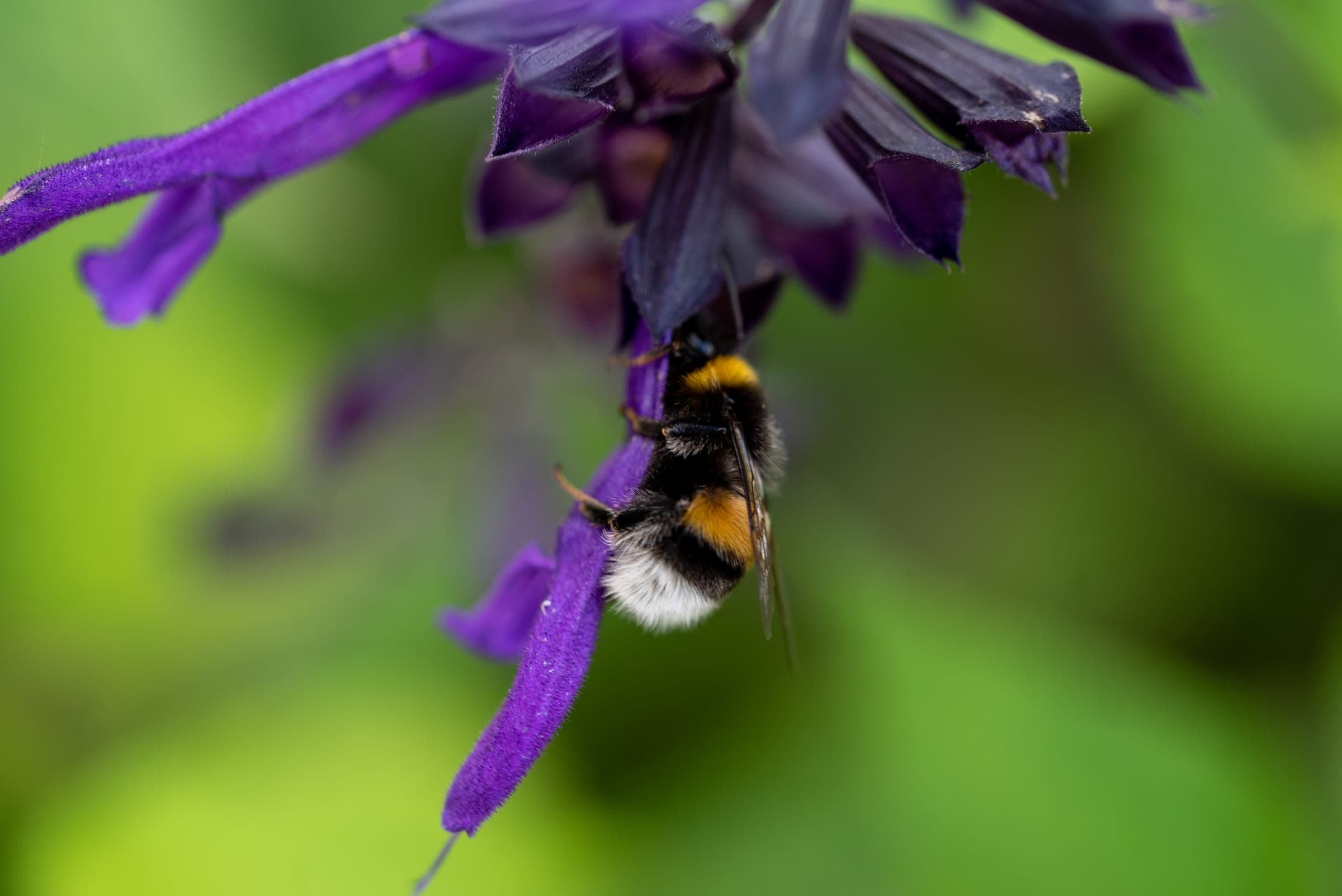 Bumblebee clinging to a purple salvia bloom