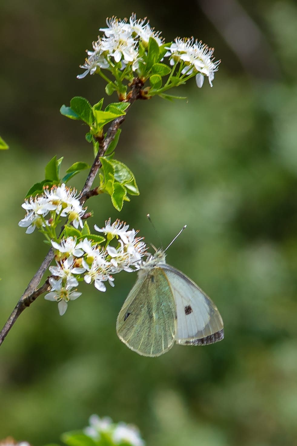 Cabbage white butterfly on hawthorn blossoms