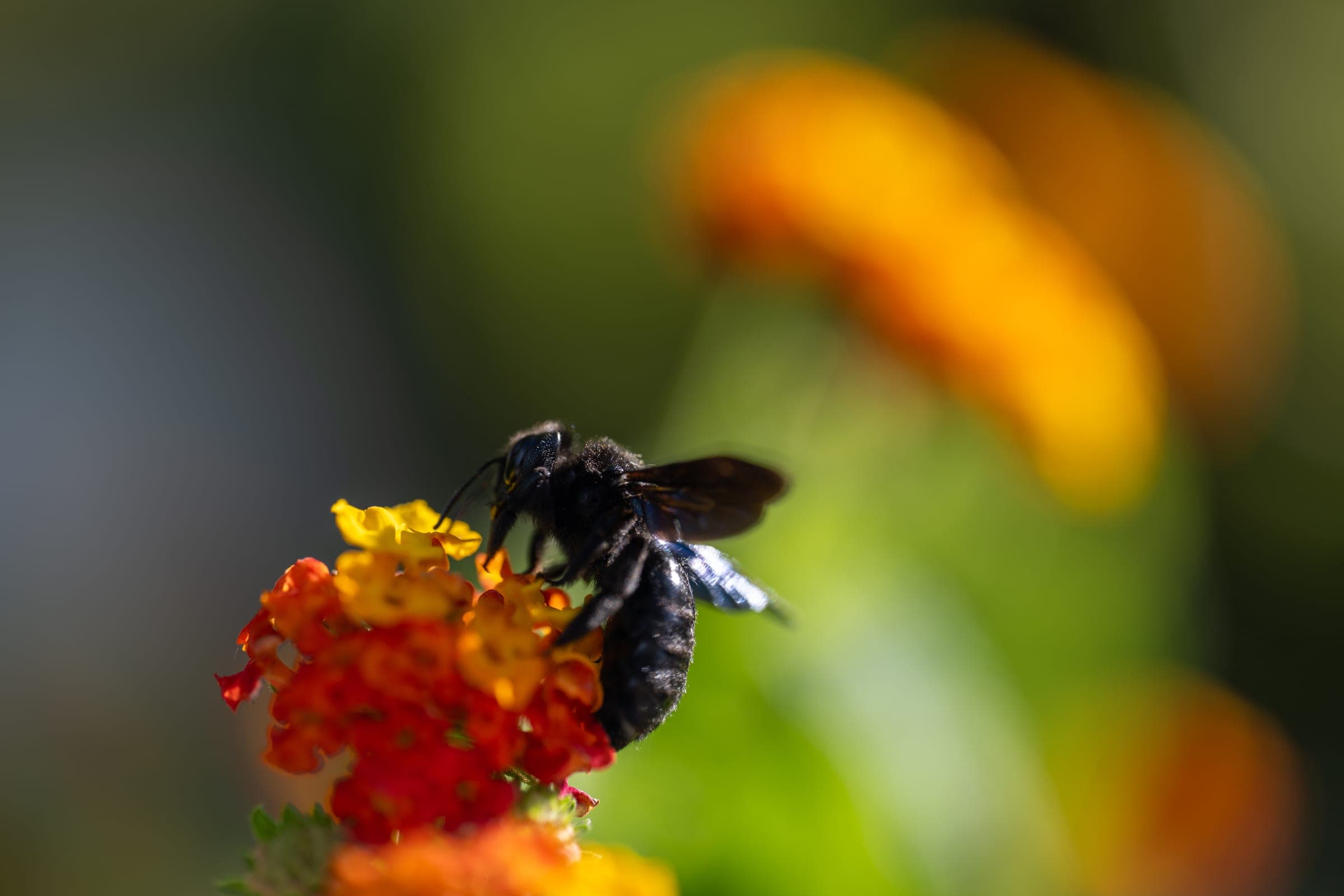 Carpenter bee on lantana blooms
