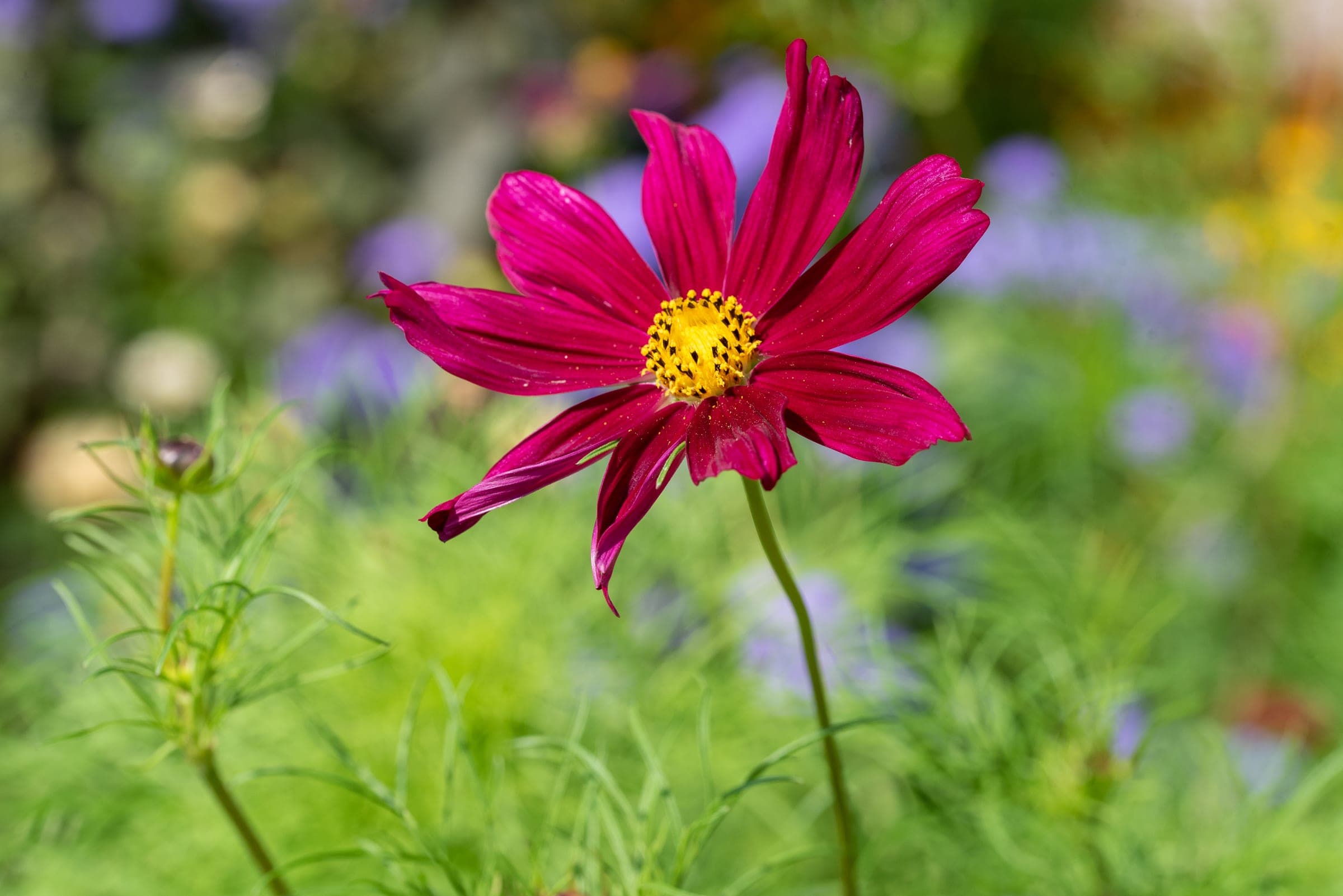 Crimson cosmos in summer light