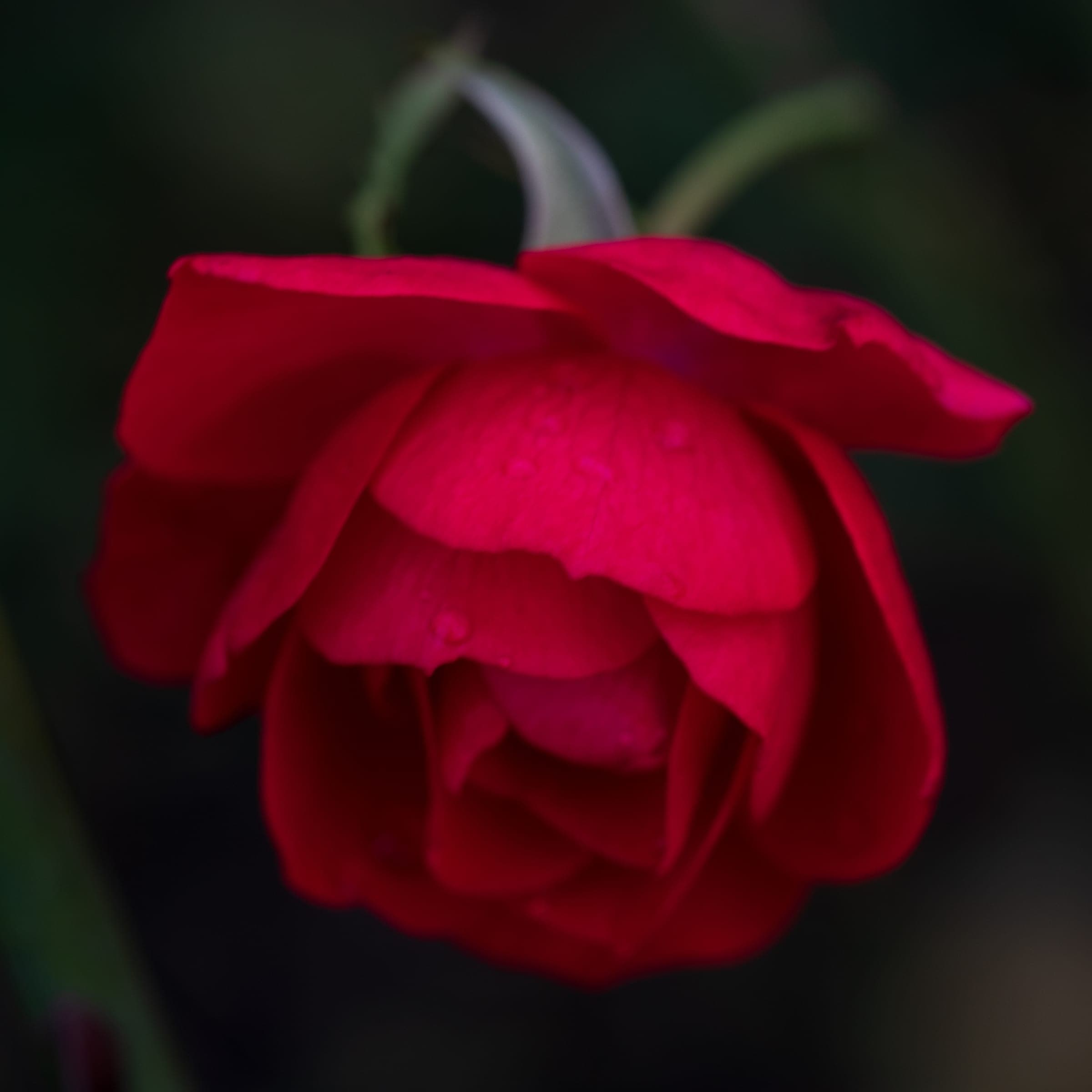 Crimson rose with dewdrops in shadow