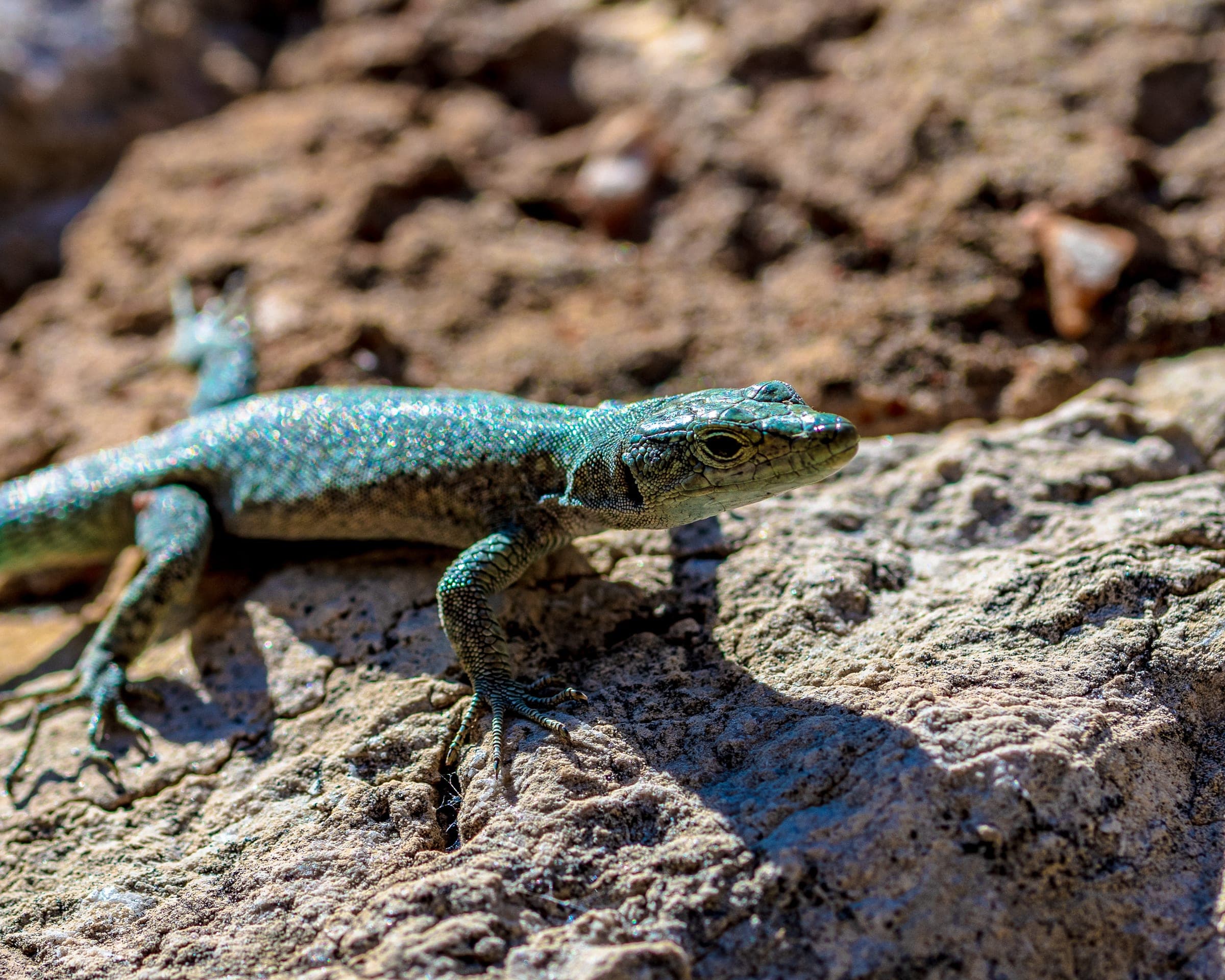 Emerald wall lizard basking on volcanic stone
