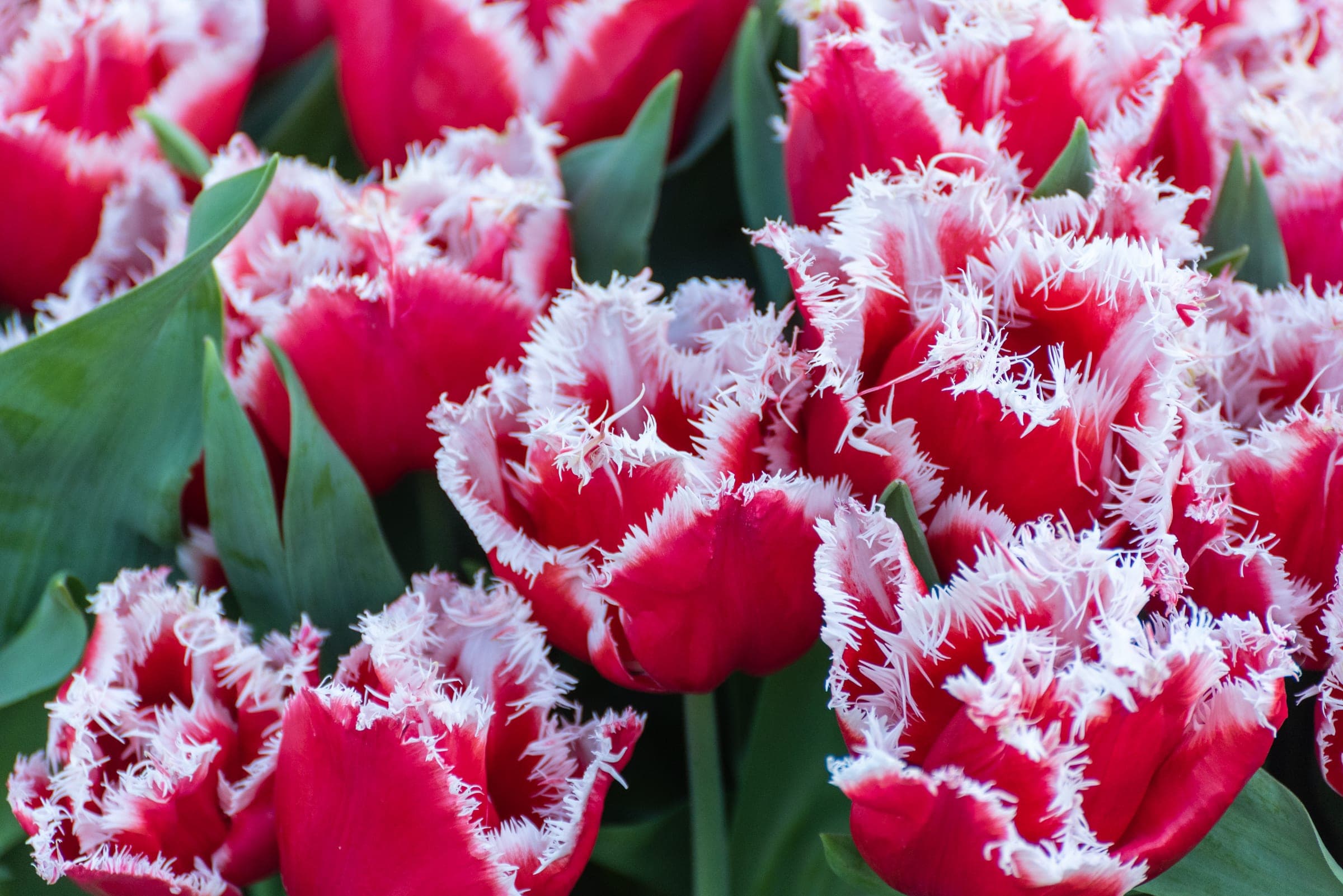 Fringed crimson tulips in spring bloom