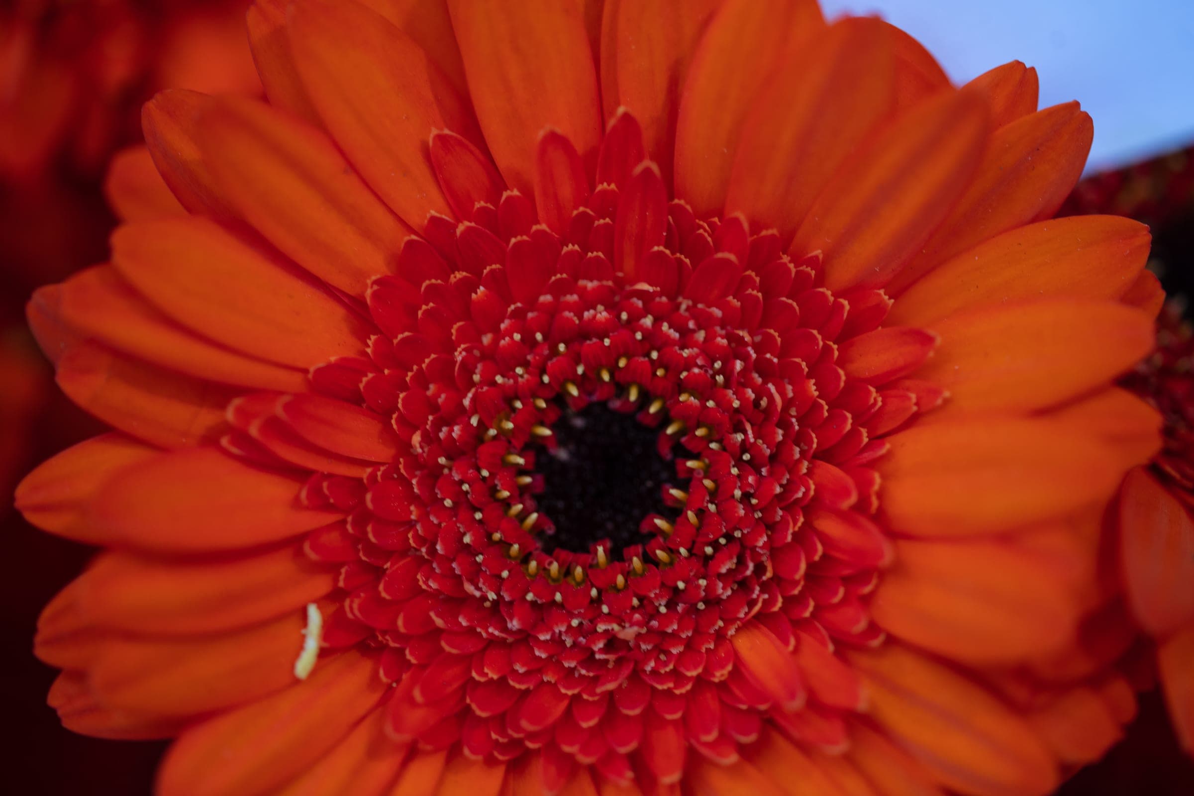 Gerbera in vivid orange