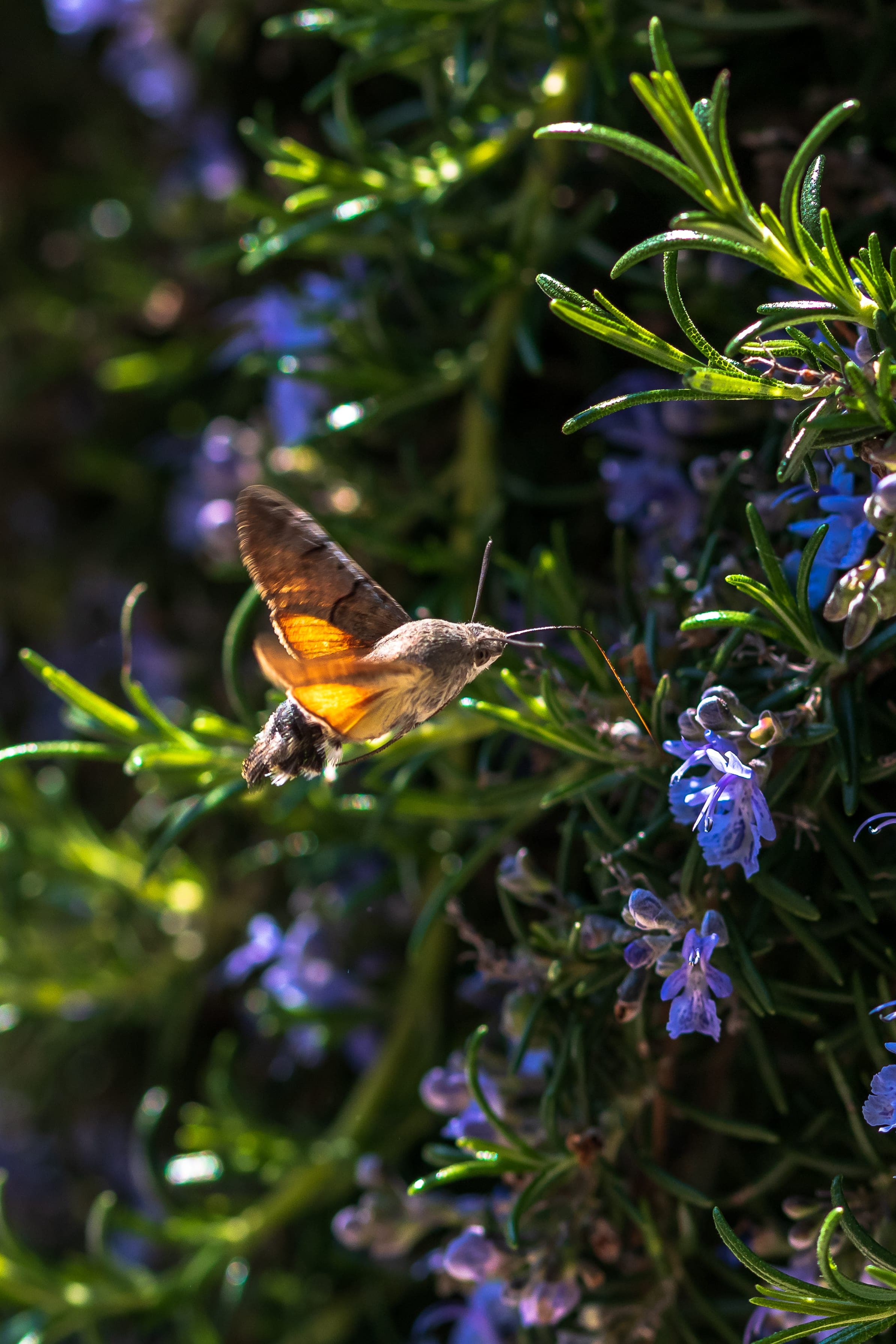 Hummingbird hawk-moth on rosemary
