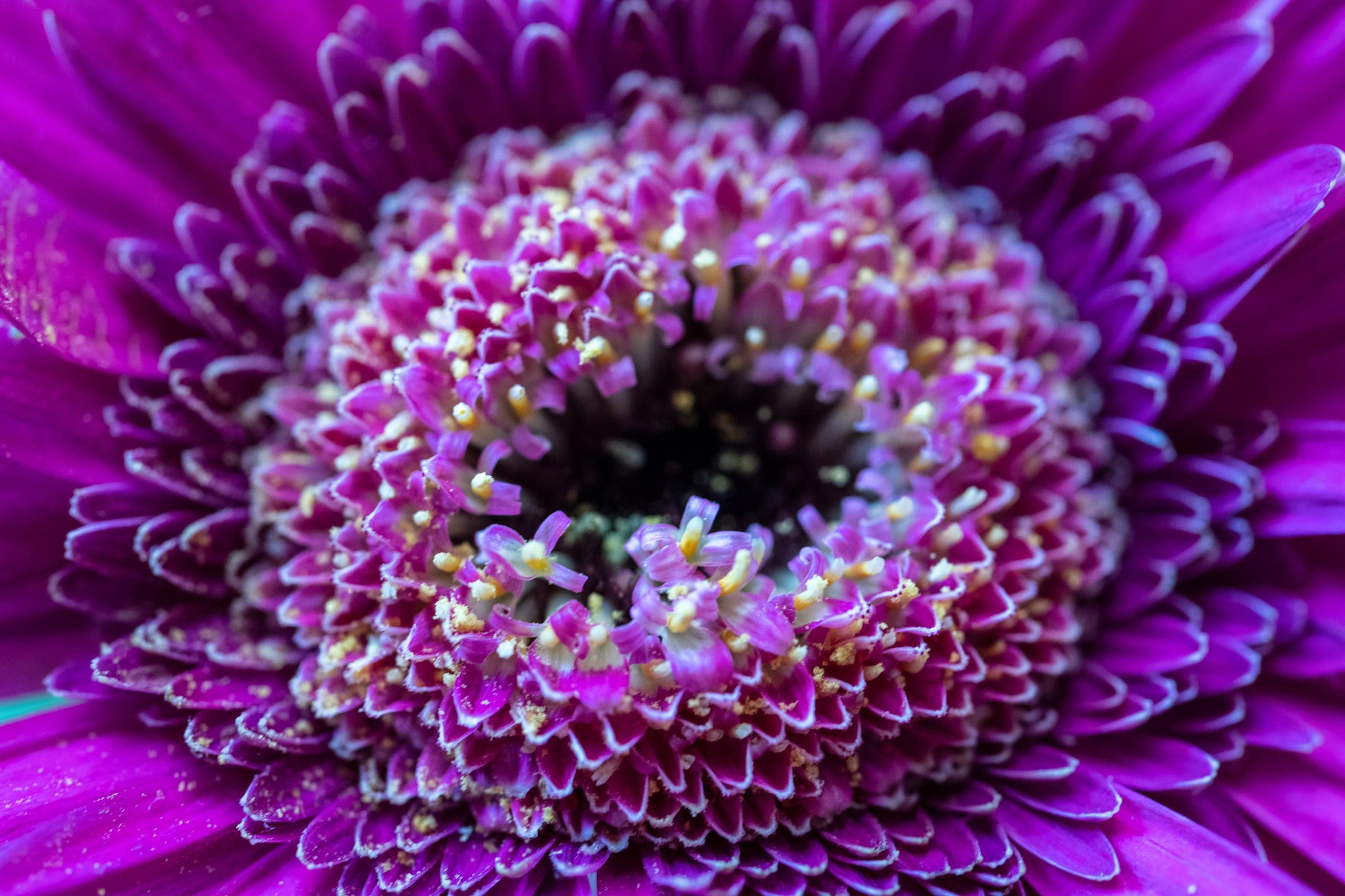Magenta gerbera in extreme close-up
