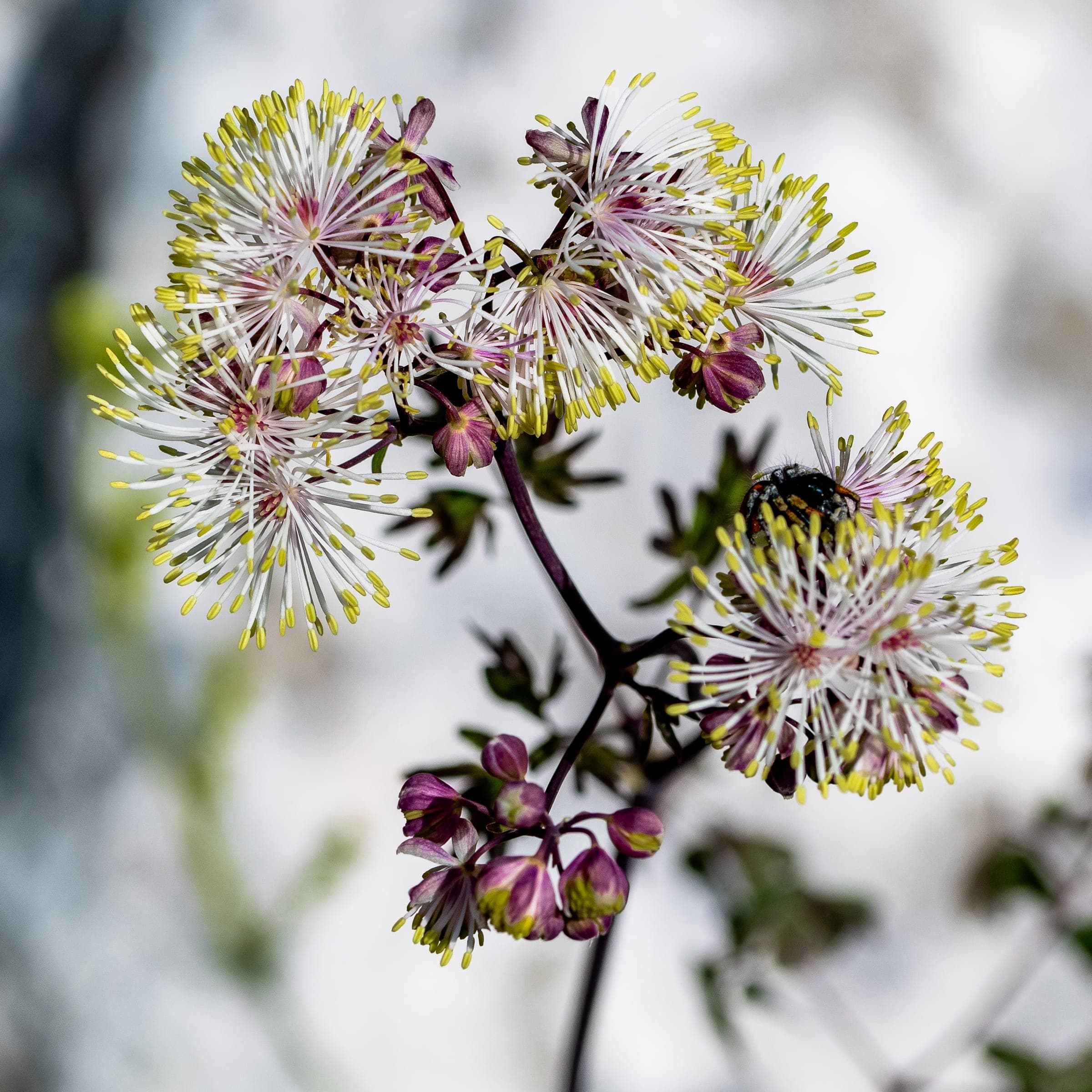 Meadow rue blossoms with visiting bee