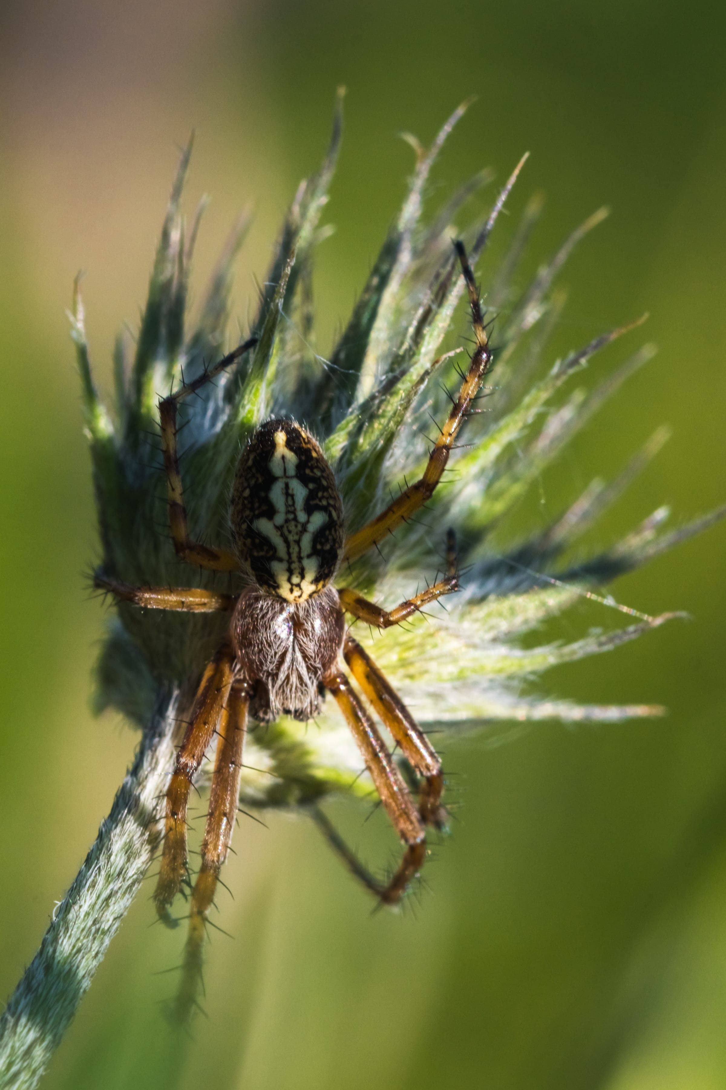 Orb weaver on grass
