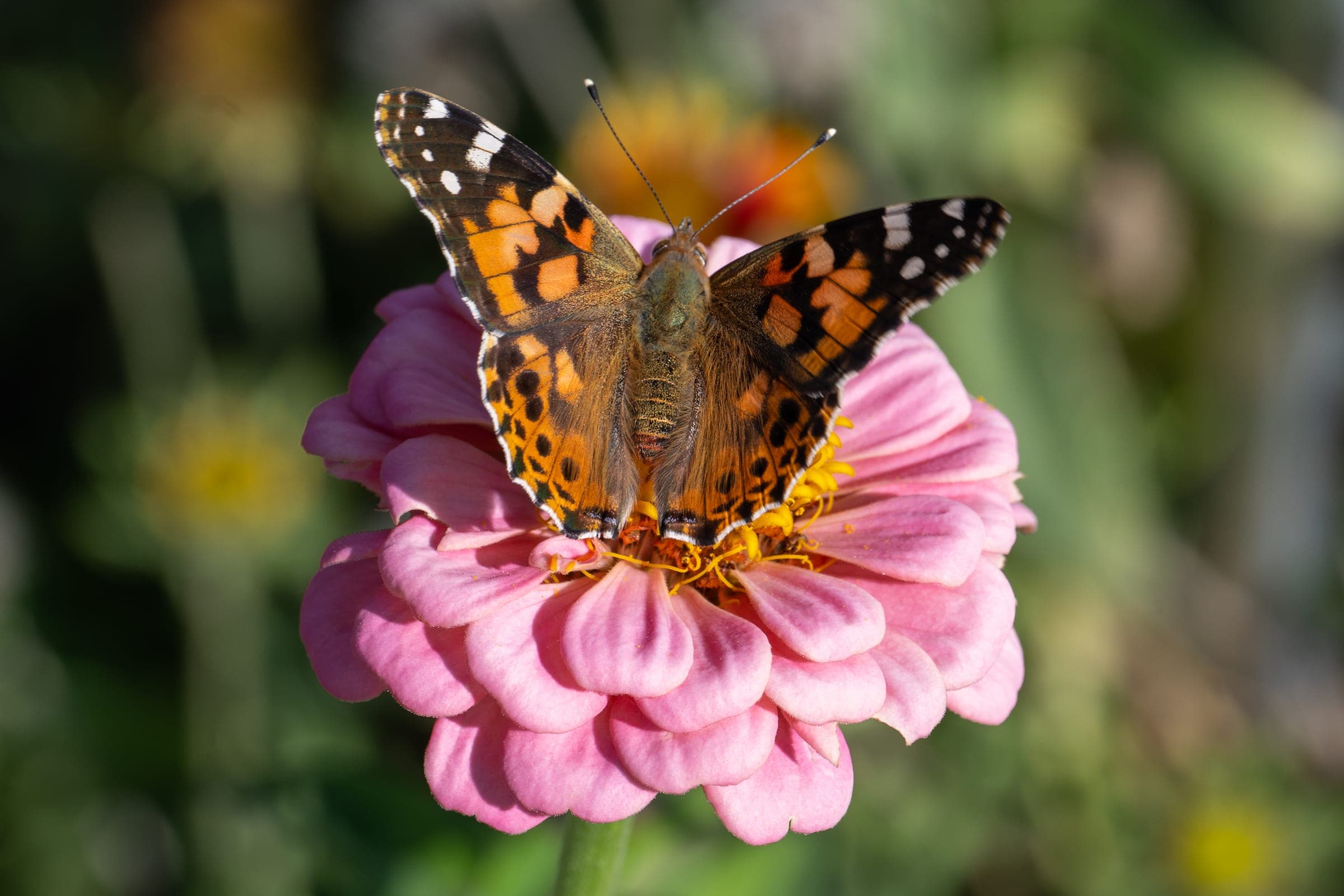 Painted lady butterfly on pink zinnia