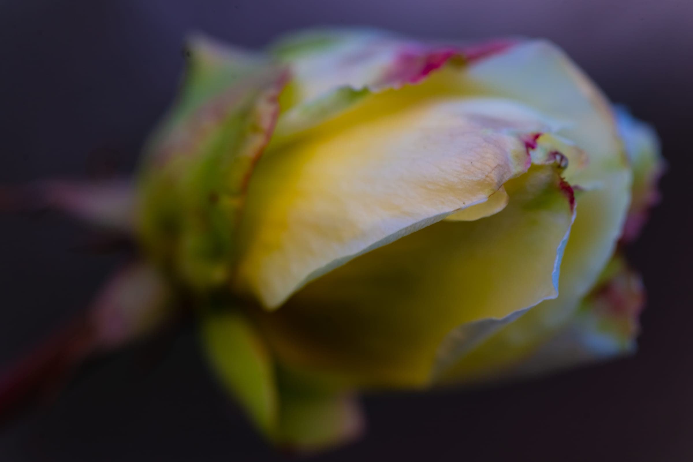 Pale rosebud unfurling in soft light