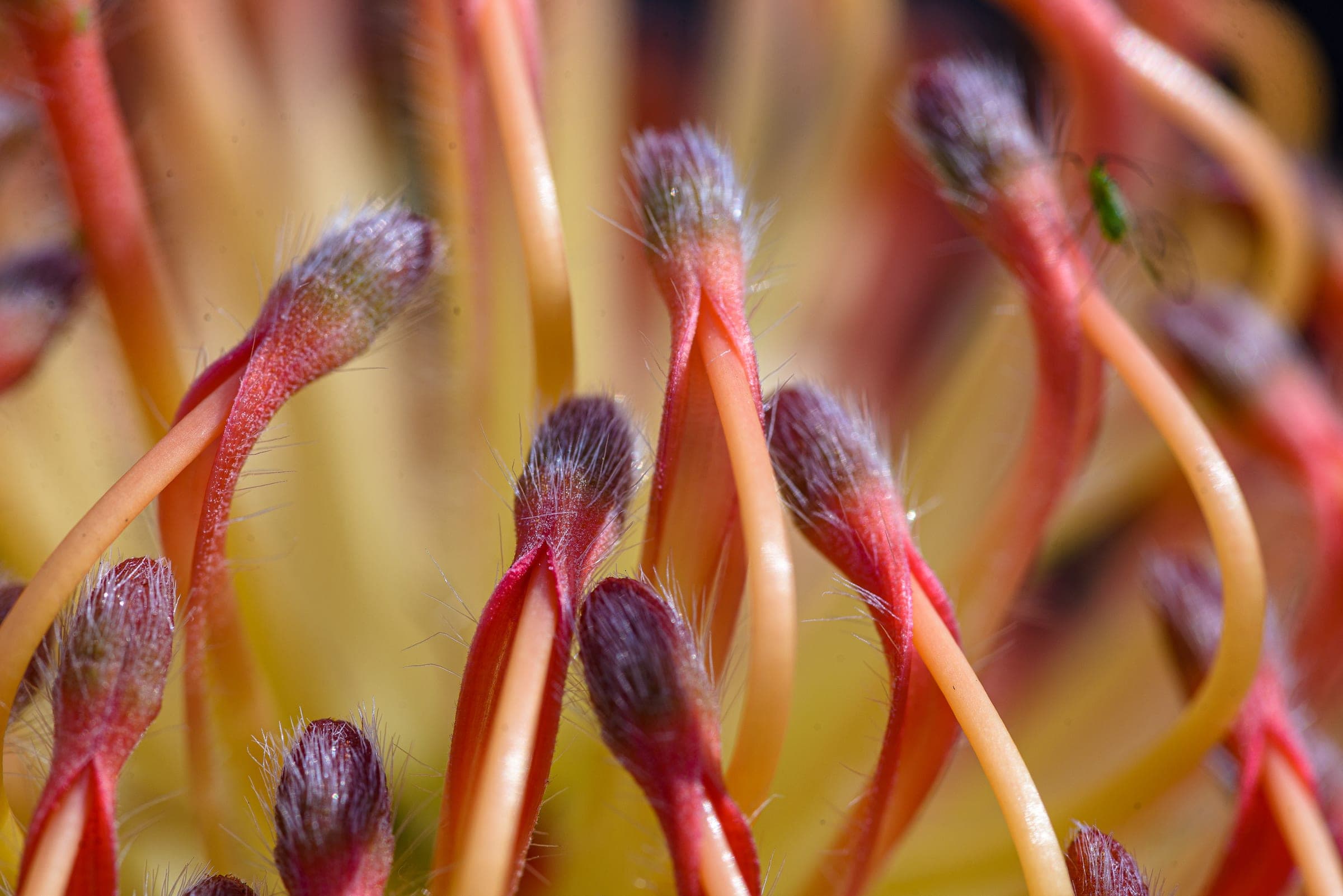 Pincushion protea macro detail