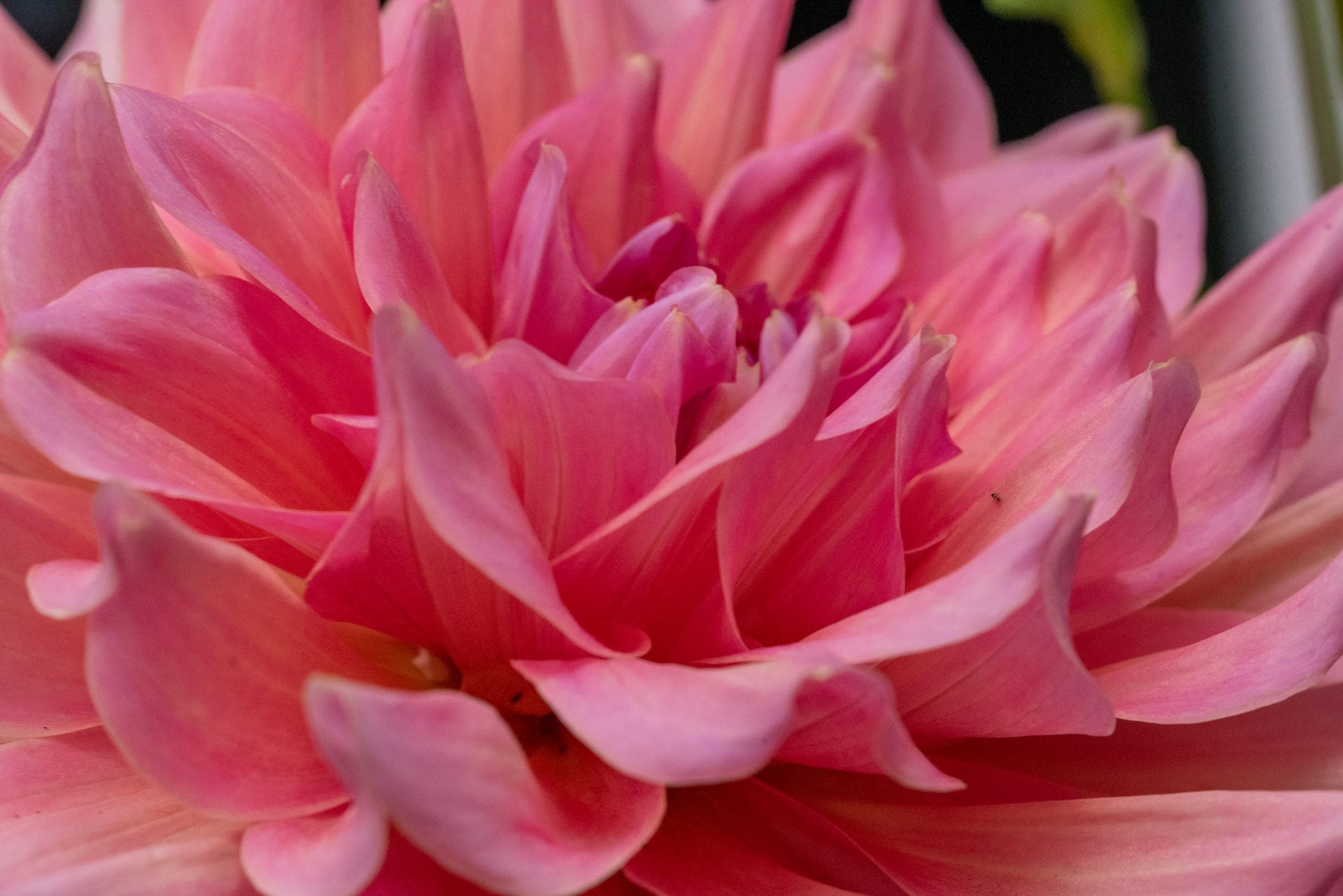 Pink dahlia petals unfurling in close-up