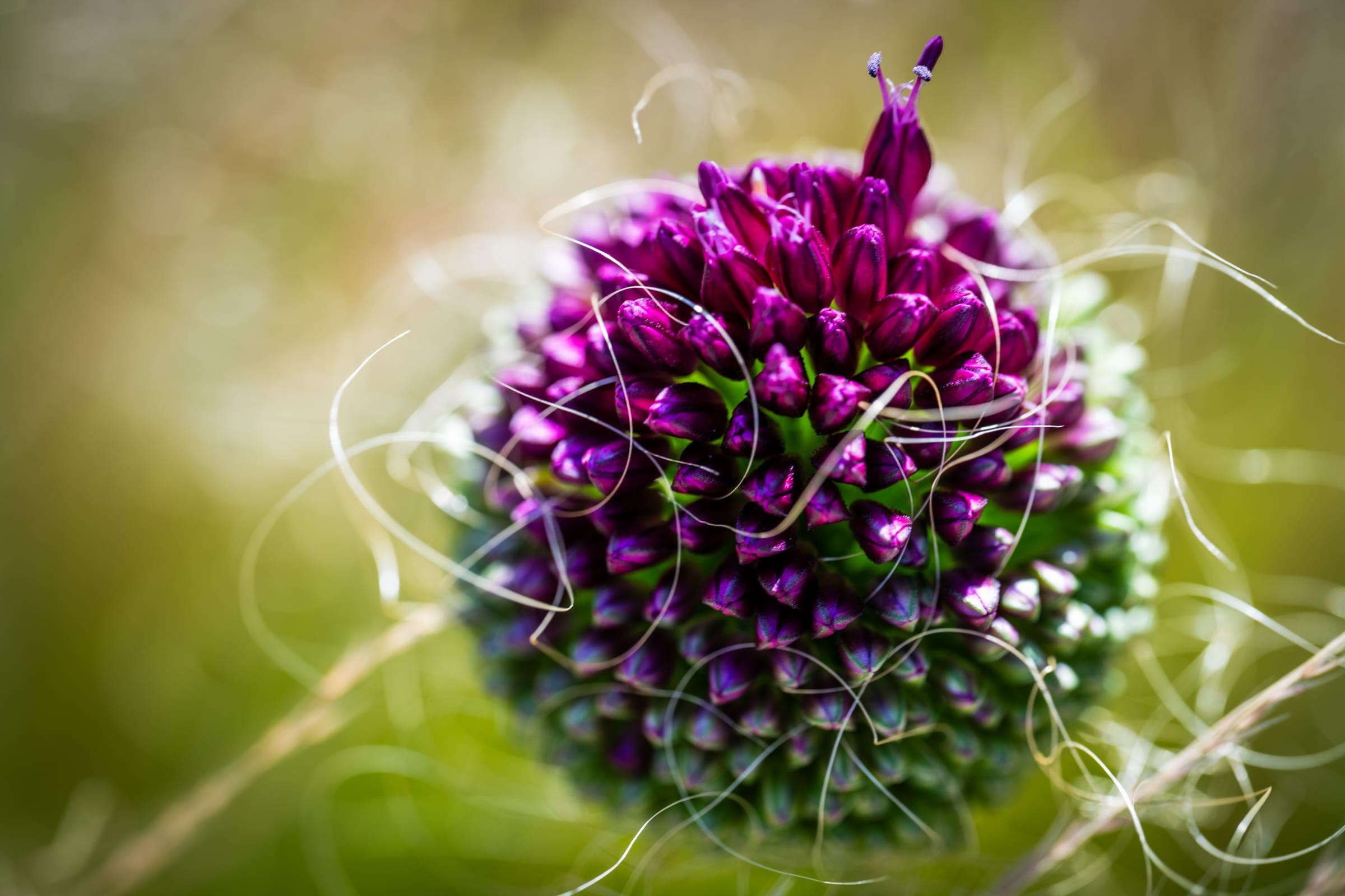 Purple allium bud cluster in golden grass