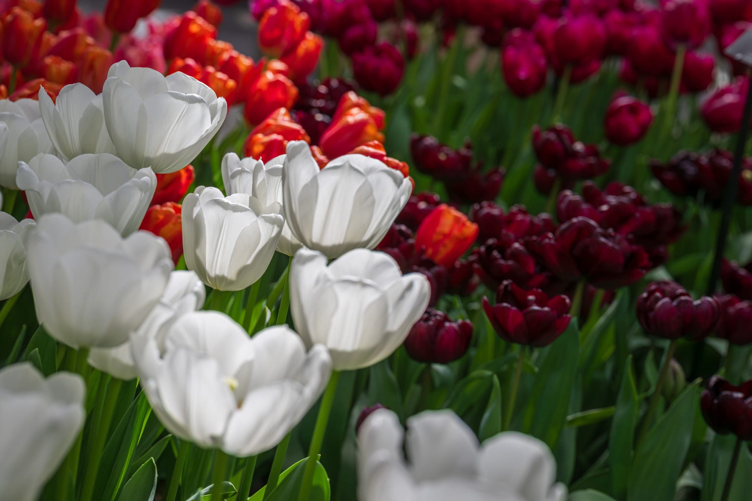 Red white and burgundy tulips