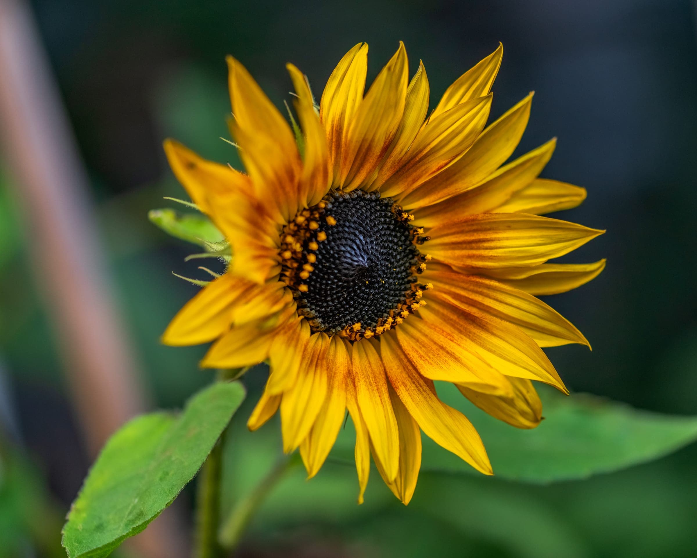Sunflower glowing in evening garden