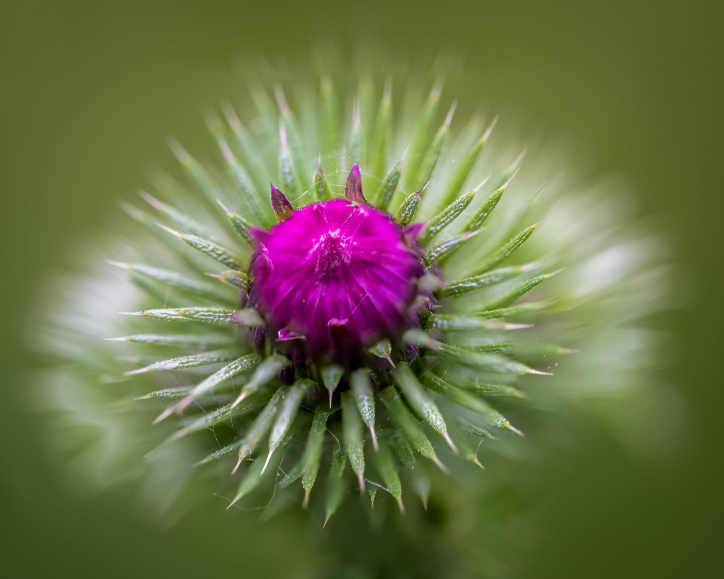 Thistle bud in soft focus