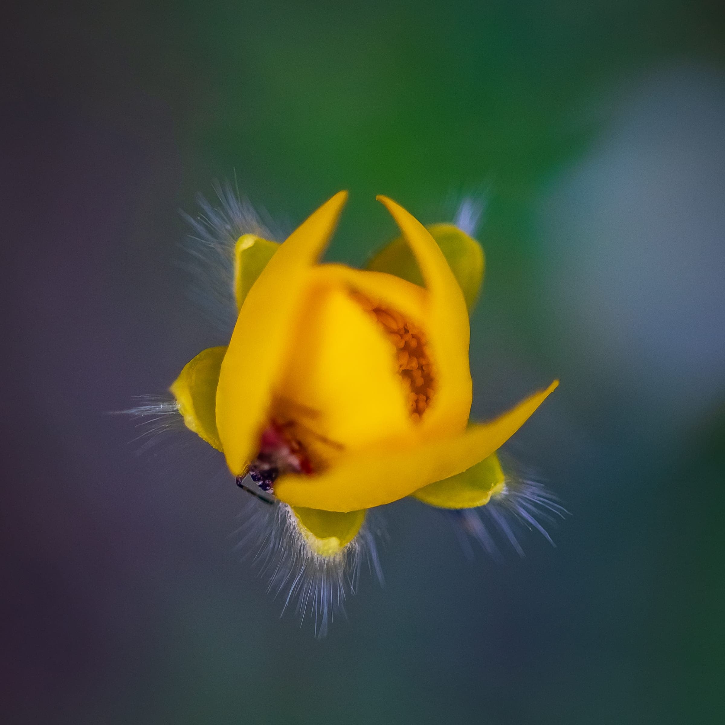 Tiny yellow wildflower with hairy bracts