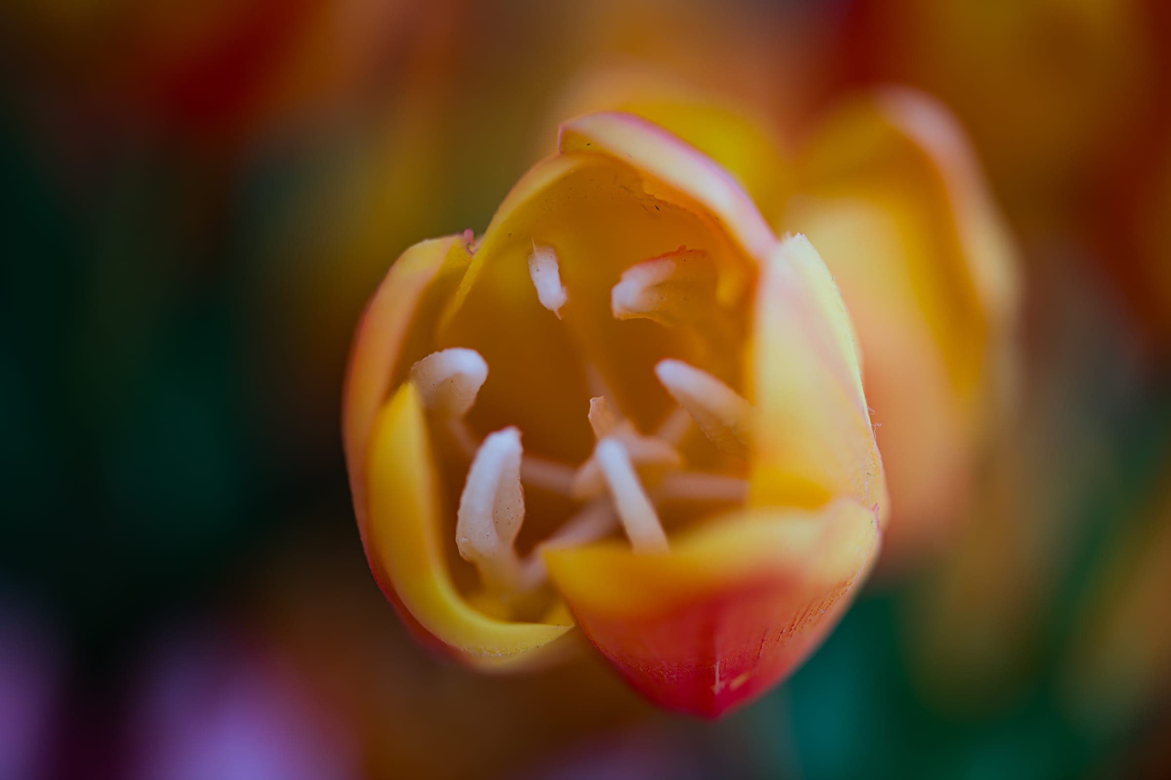 Tulip aglow inside