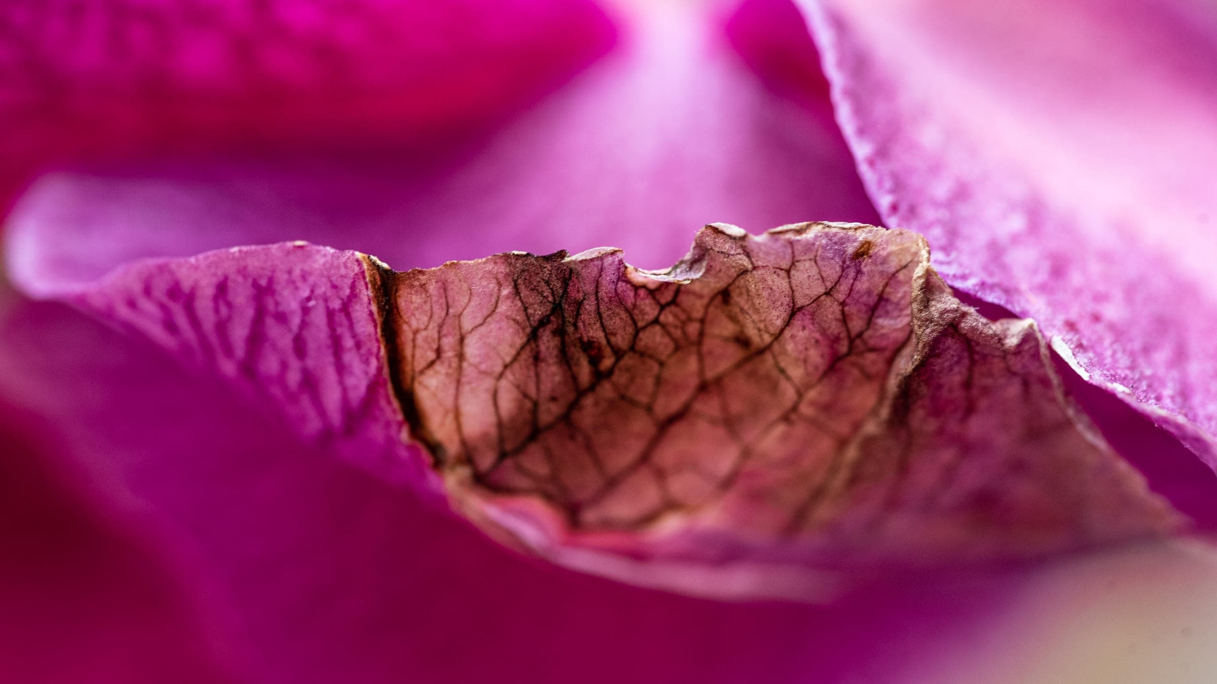Veined petal in macro light