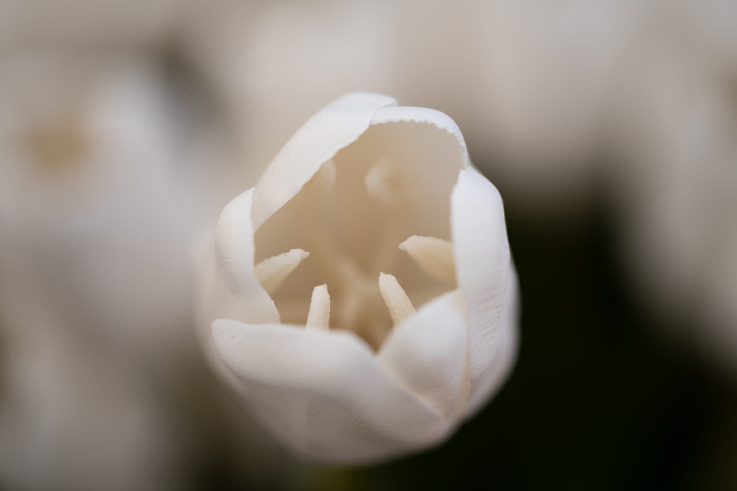 White tulip opening