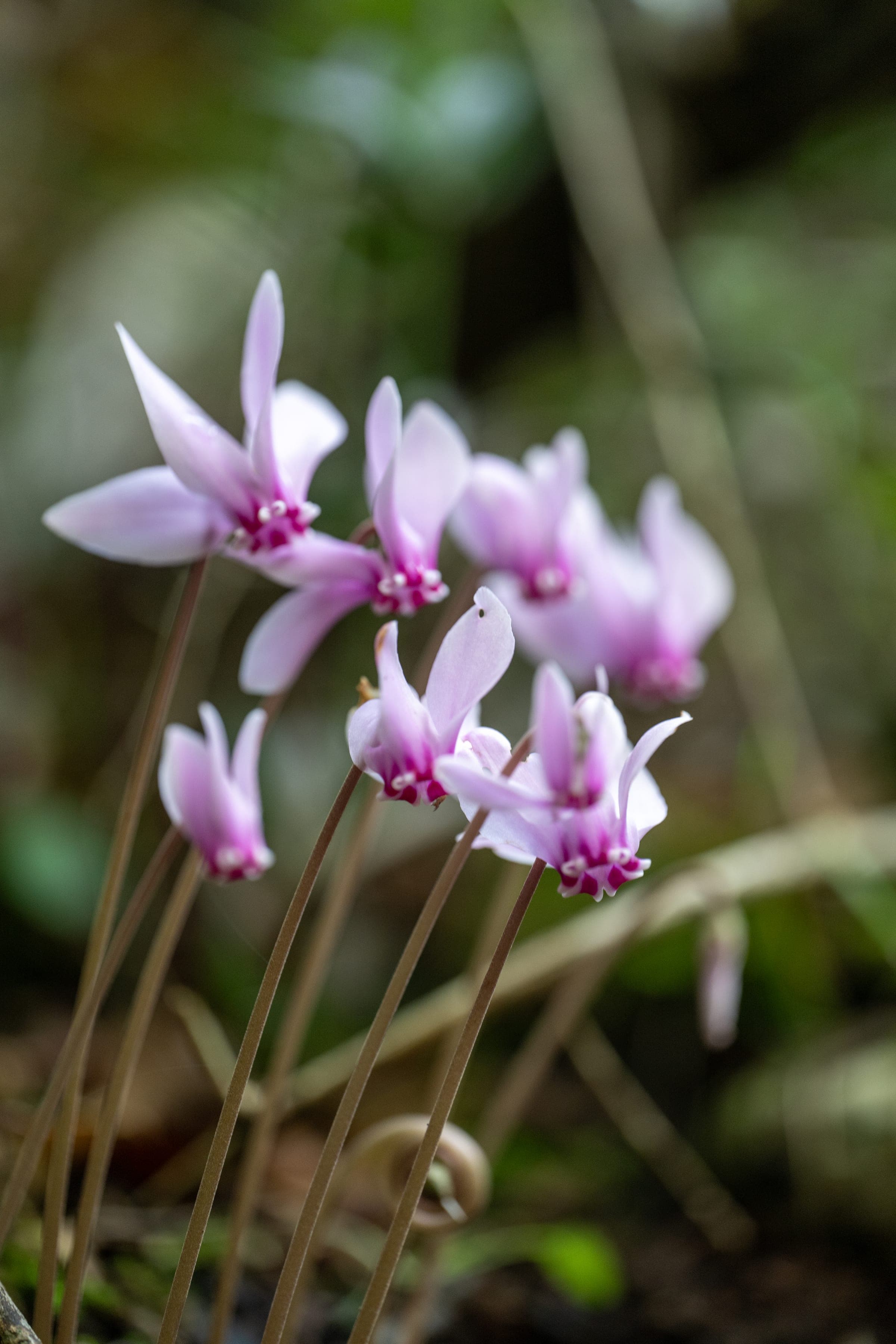 Wild cyclamen in dappled forest light