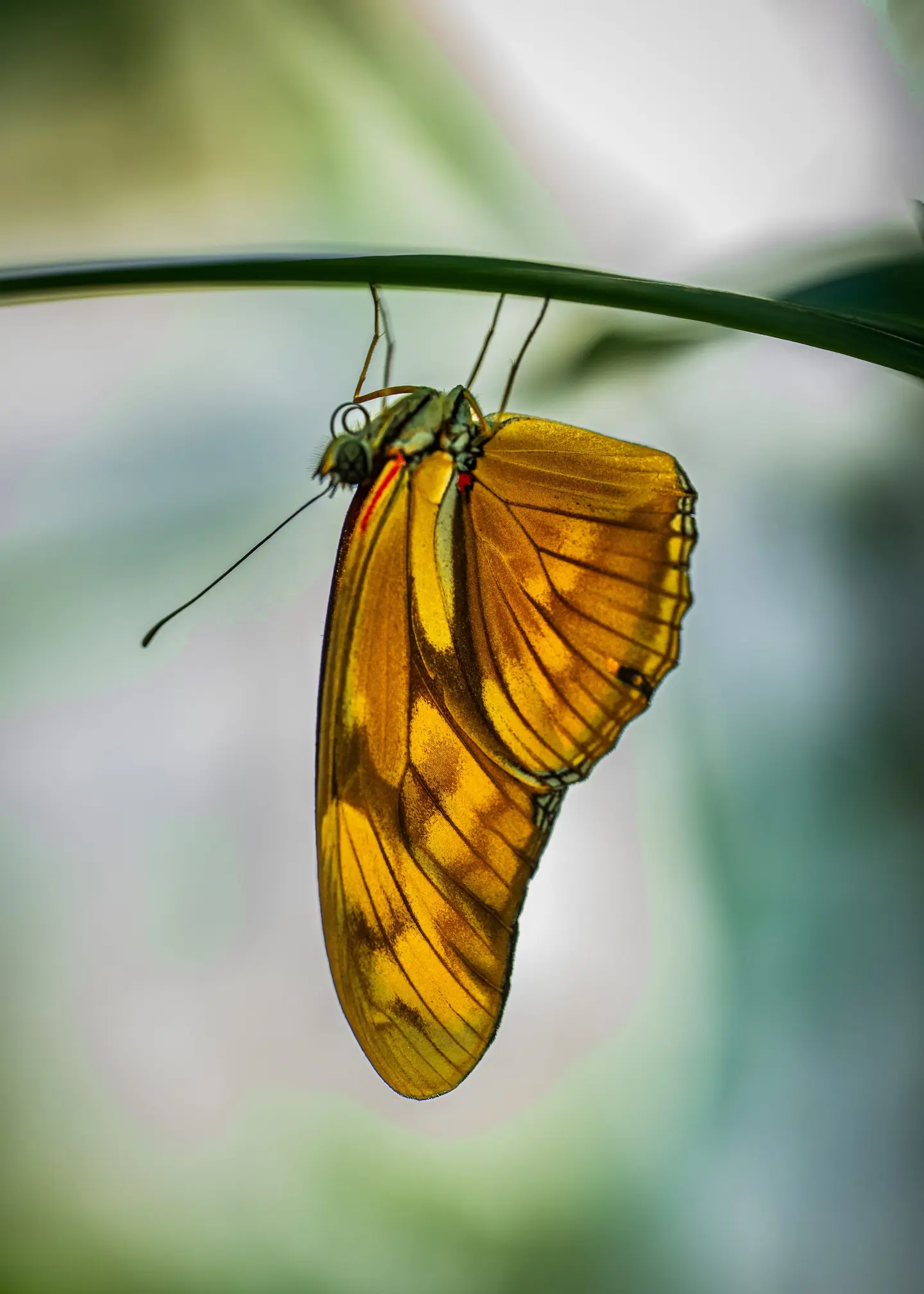 Julia heliconians, zebra longwings, and pond sliders — the editorial set behind the journal post of the same name.
