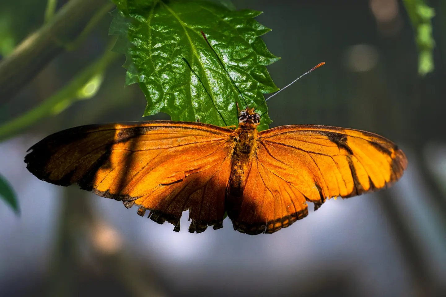 A Julia heliconian hangs from beneath a textured leaf, wings spread to the sides.