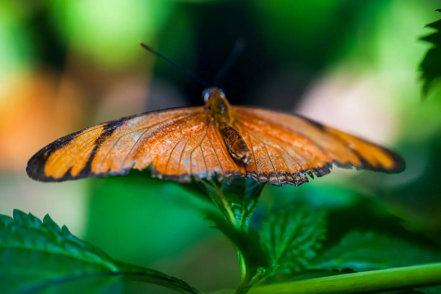Julia heliconian wings open, antennae raised forward in the species' characteristic alert posture.