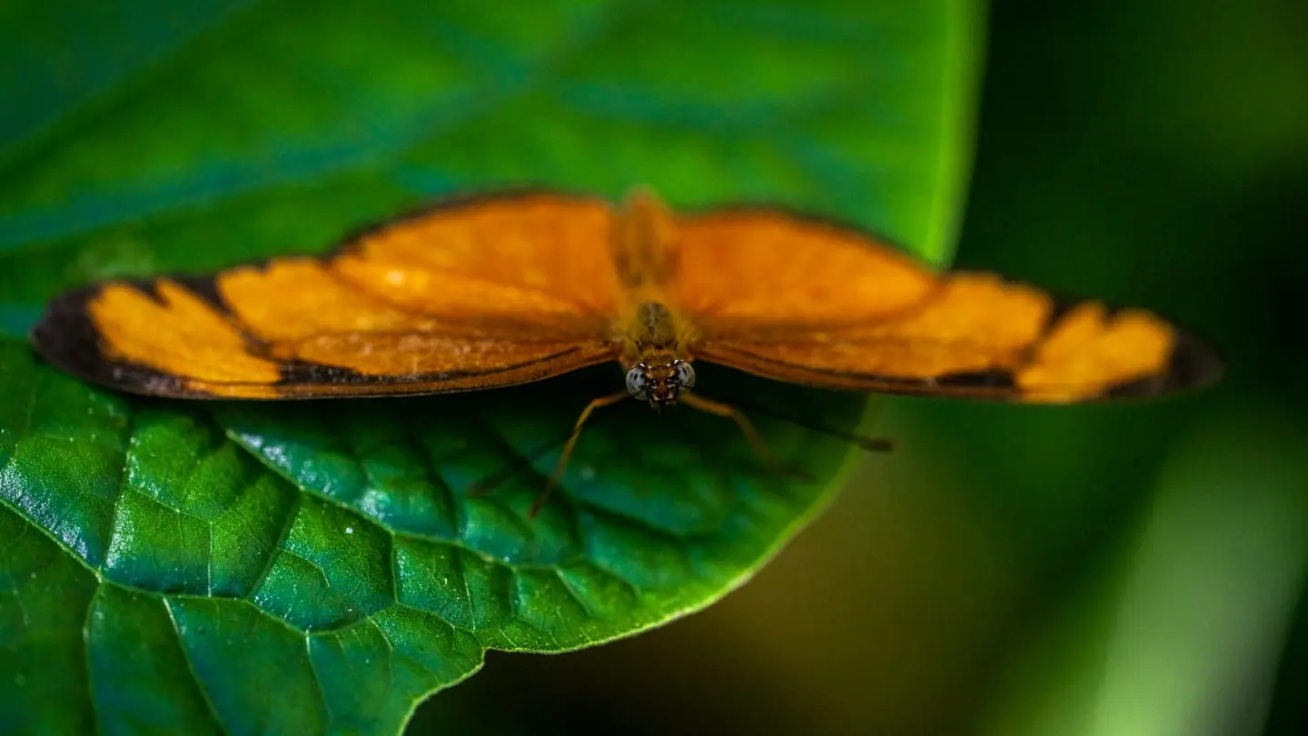 Julia heliconian seen head-on, the compound eyes and proboscis clearly visible as the butterfly faces the camera.