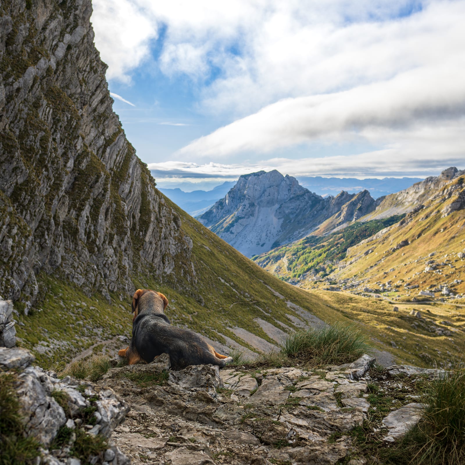 A trail dog rests on a rocky ledge and gazes down a sweeping glacial valley in Durmitor National Park, Montenegro.