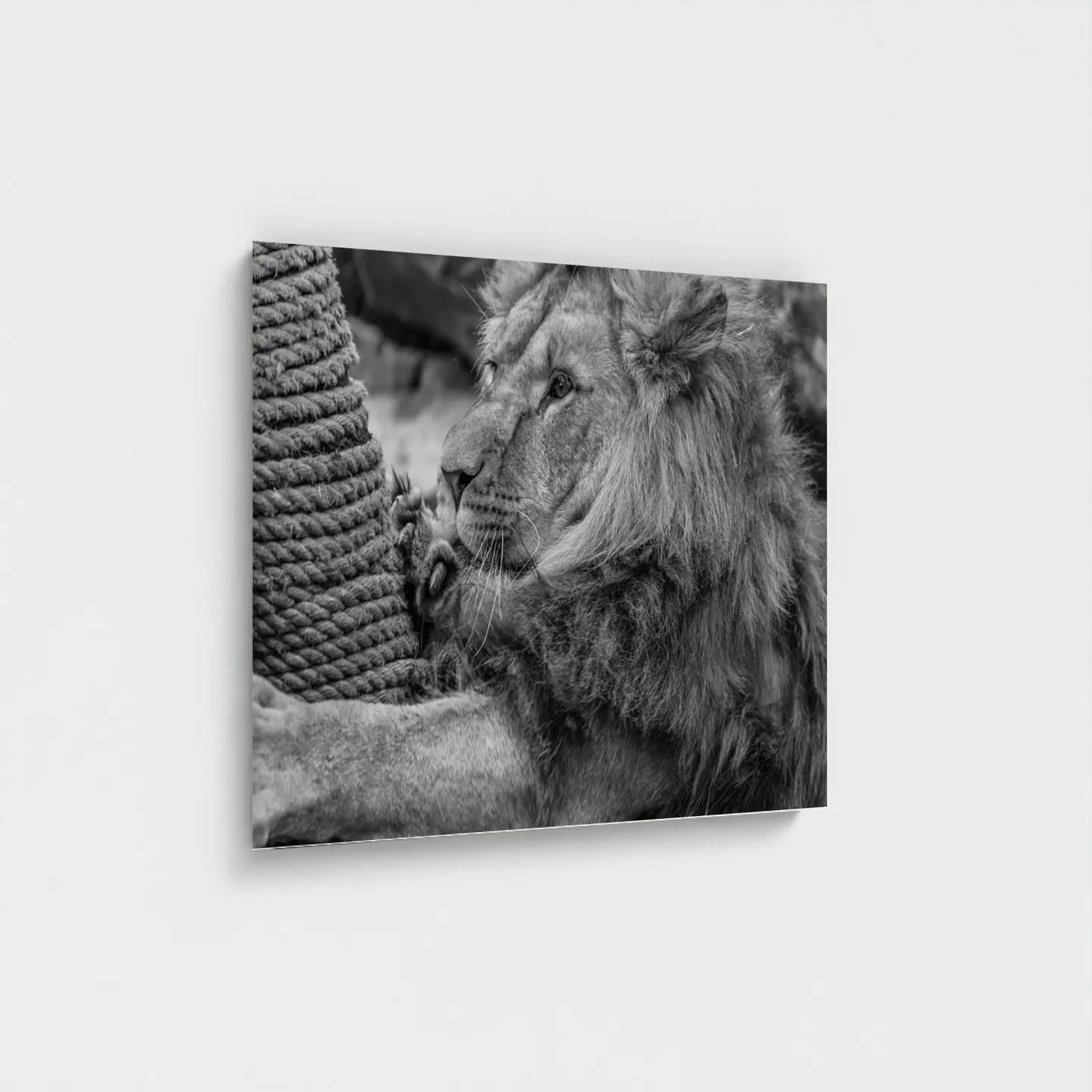 Black frame · box · no mount