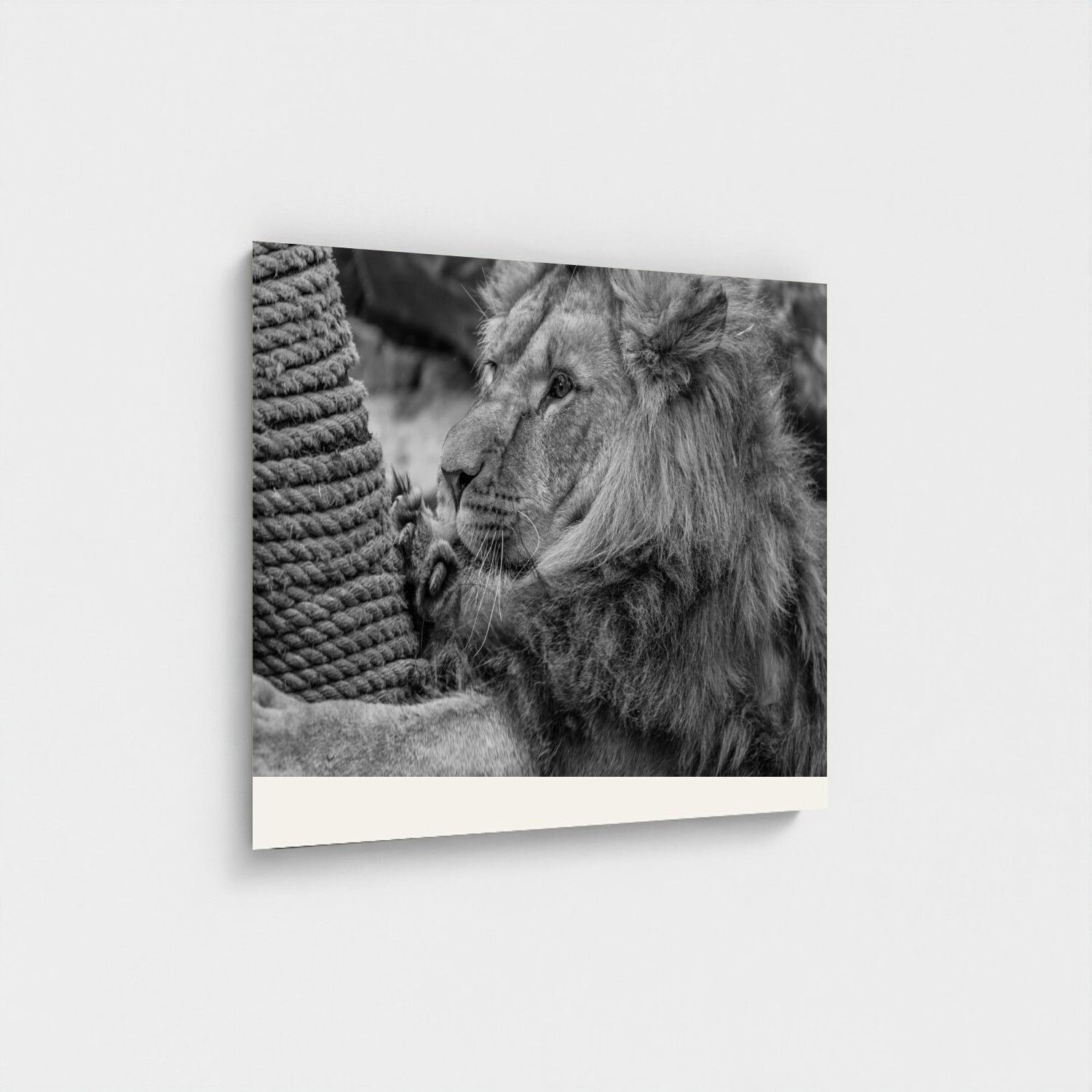 Black frame · box · no mount