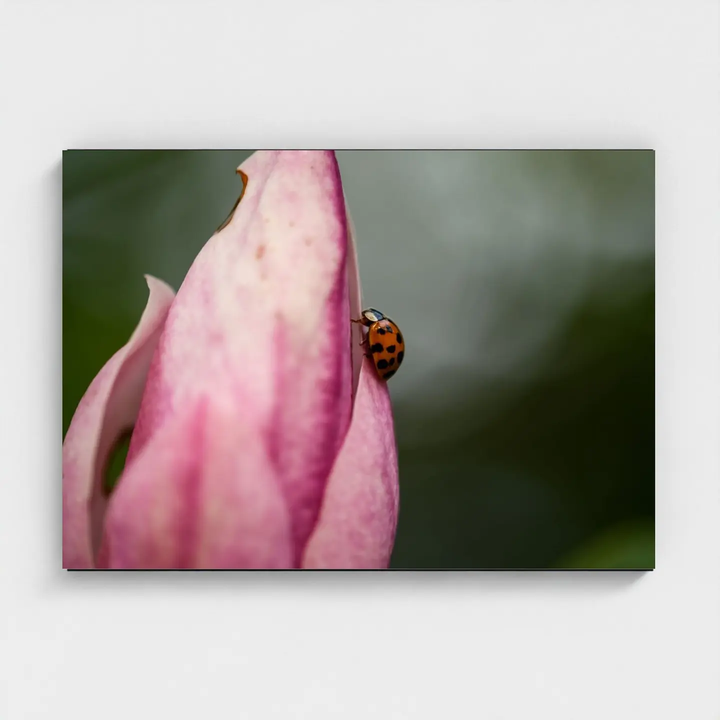 Black frame · box · no mount