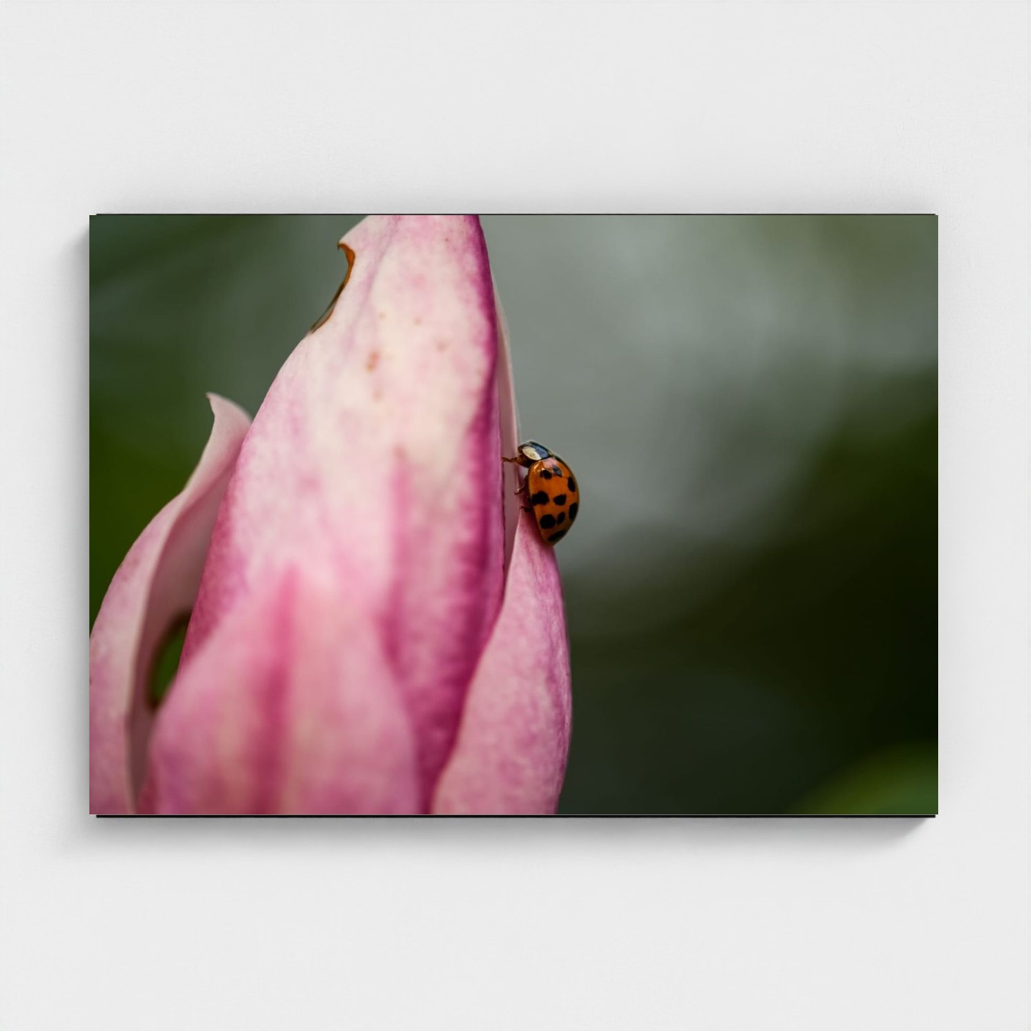 Black frame · box · no mount