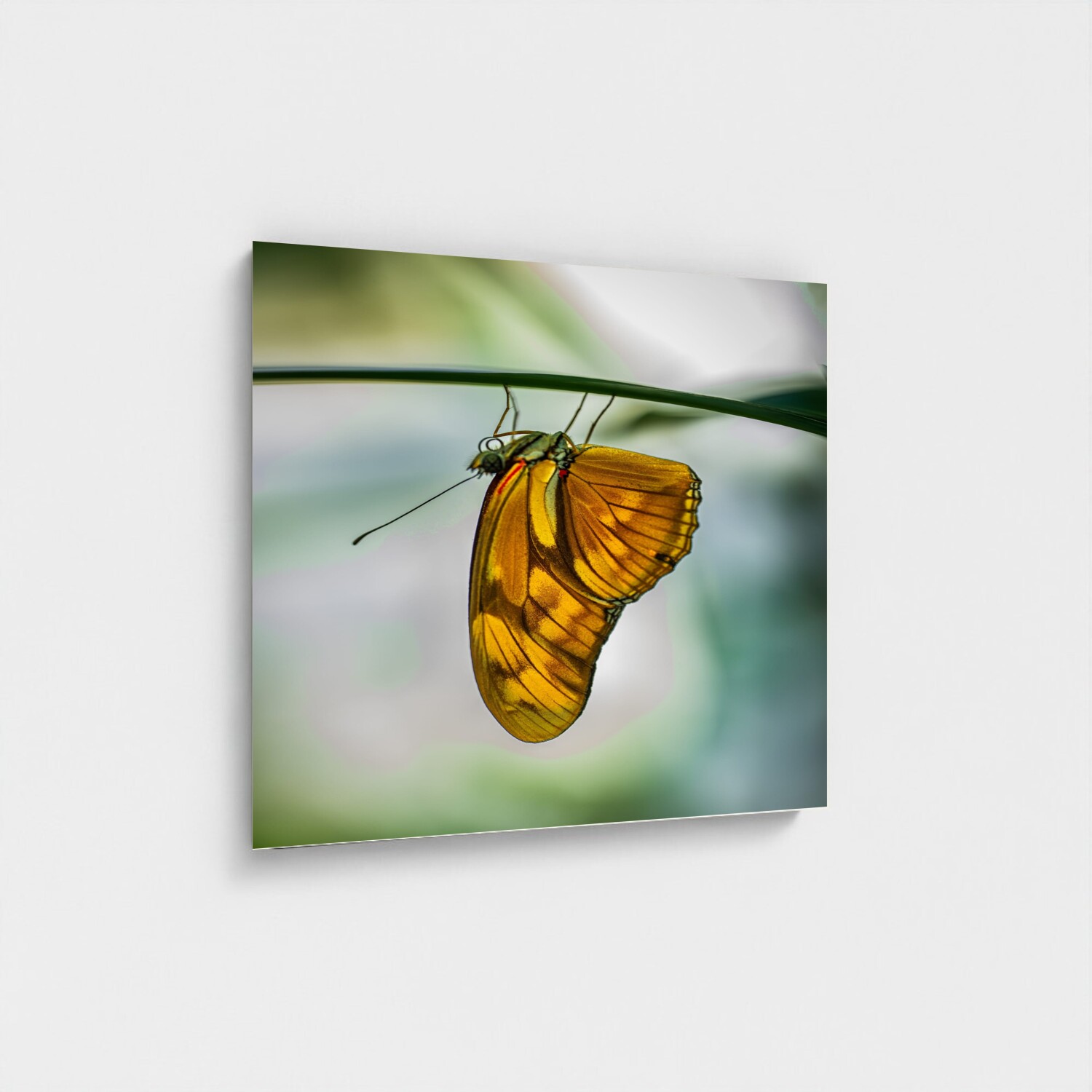 Black frame · box · no mount