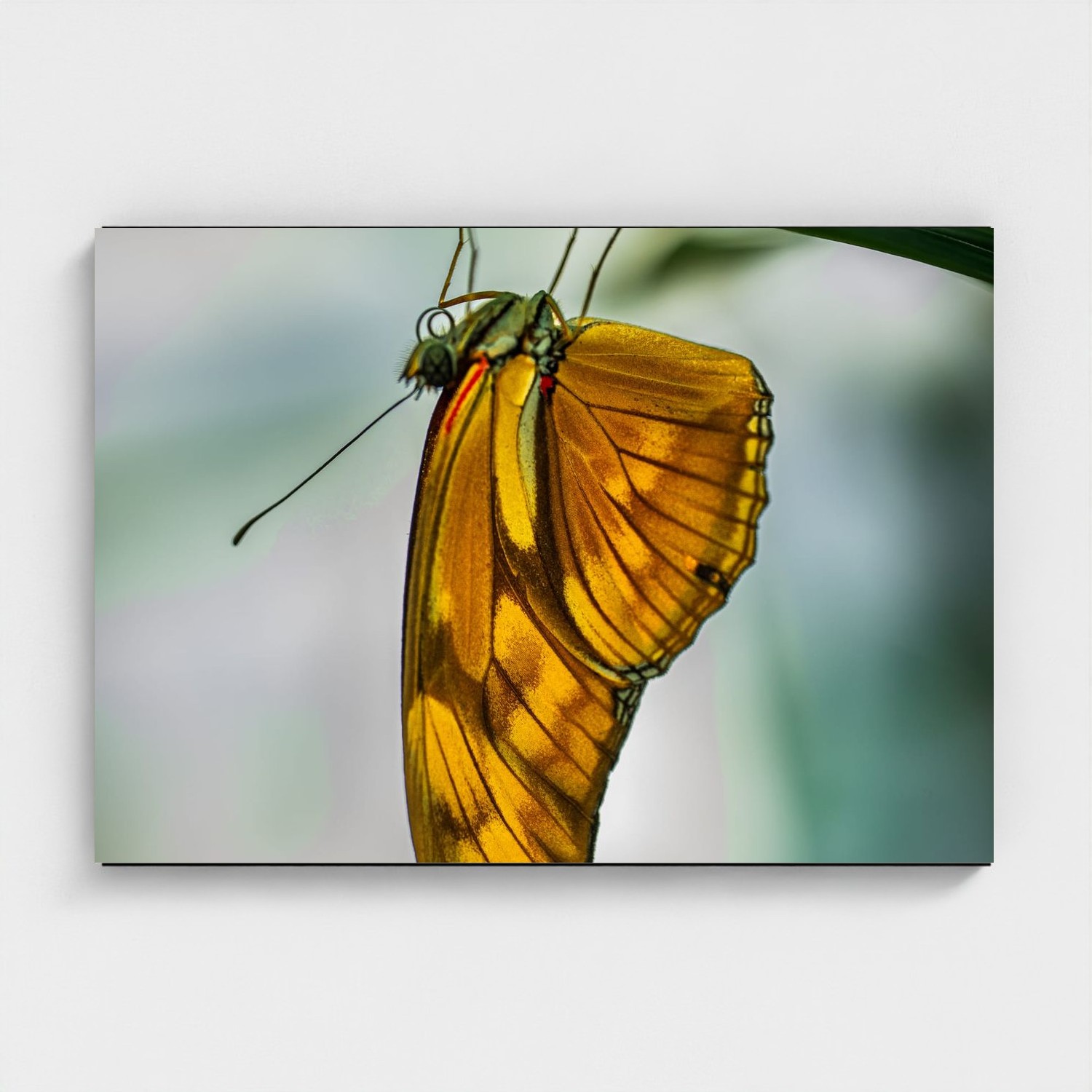 Black frame · box · no mount