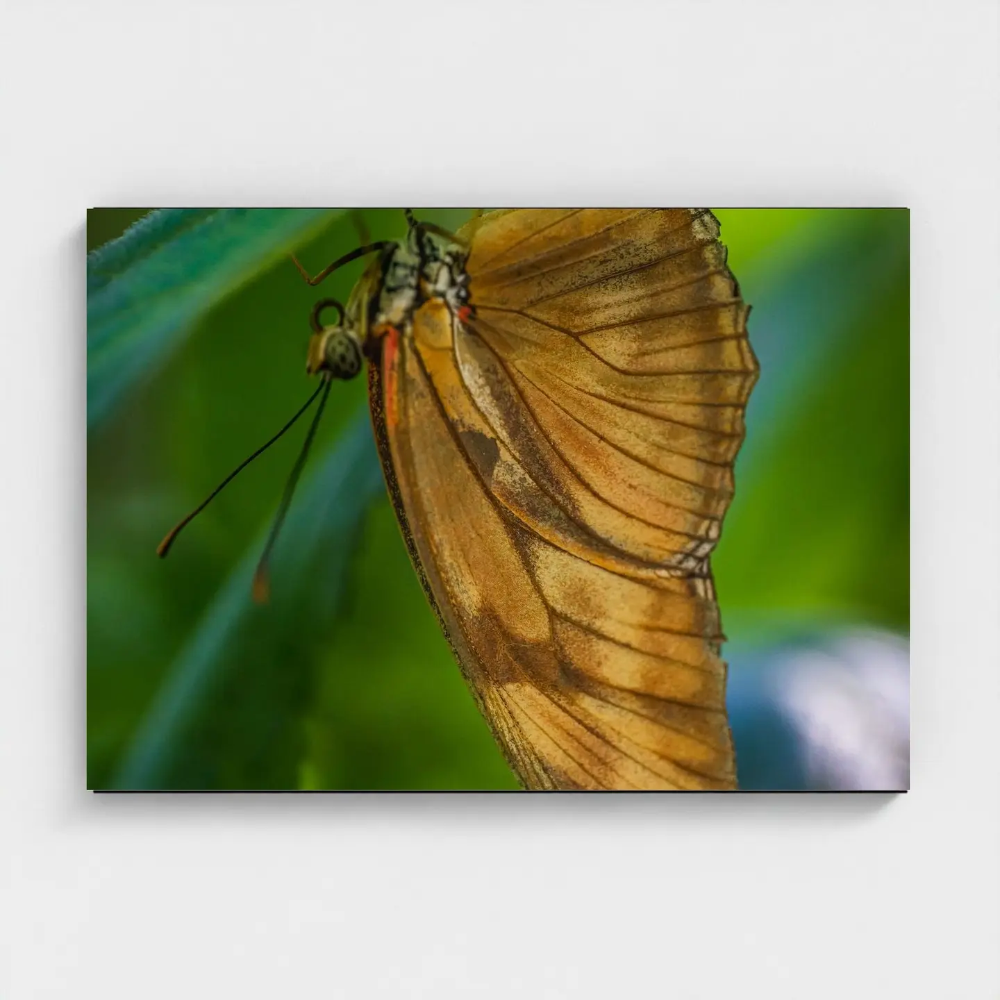 Black frame · box · no mount