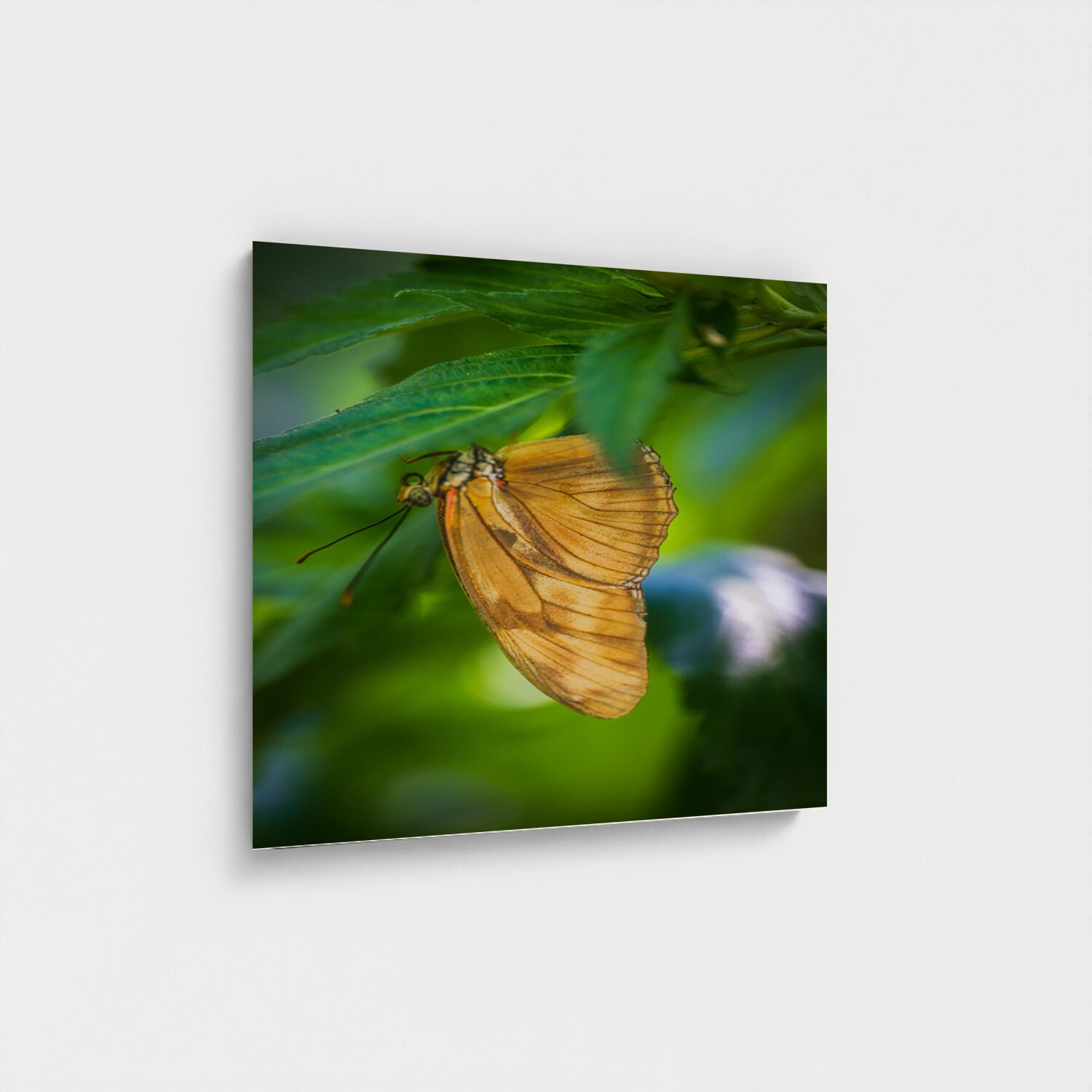 Black frame · box · no mount