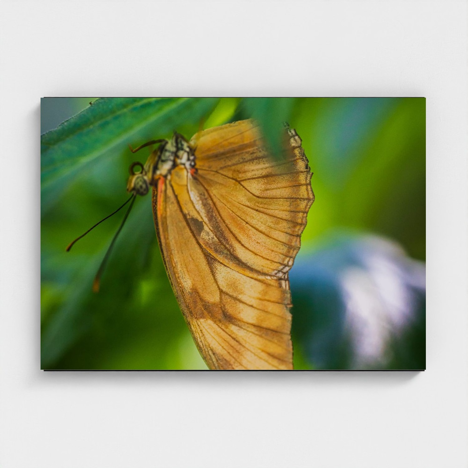 Black frame · box · no mount