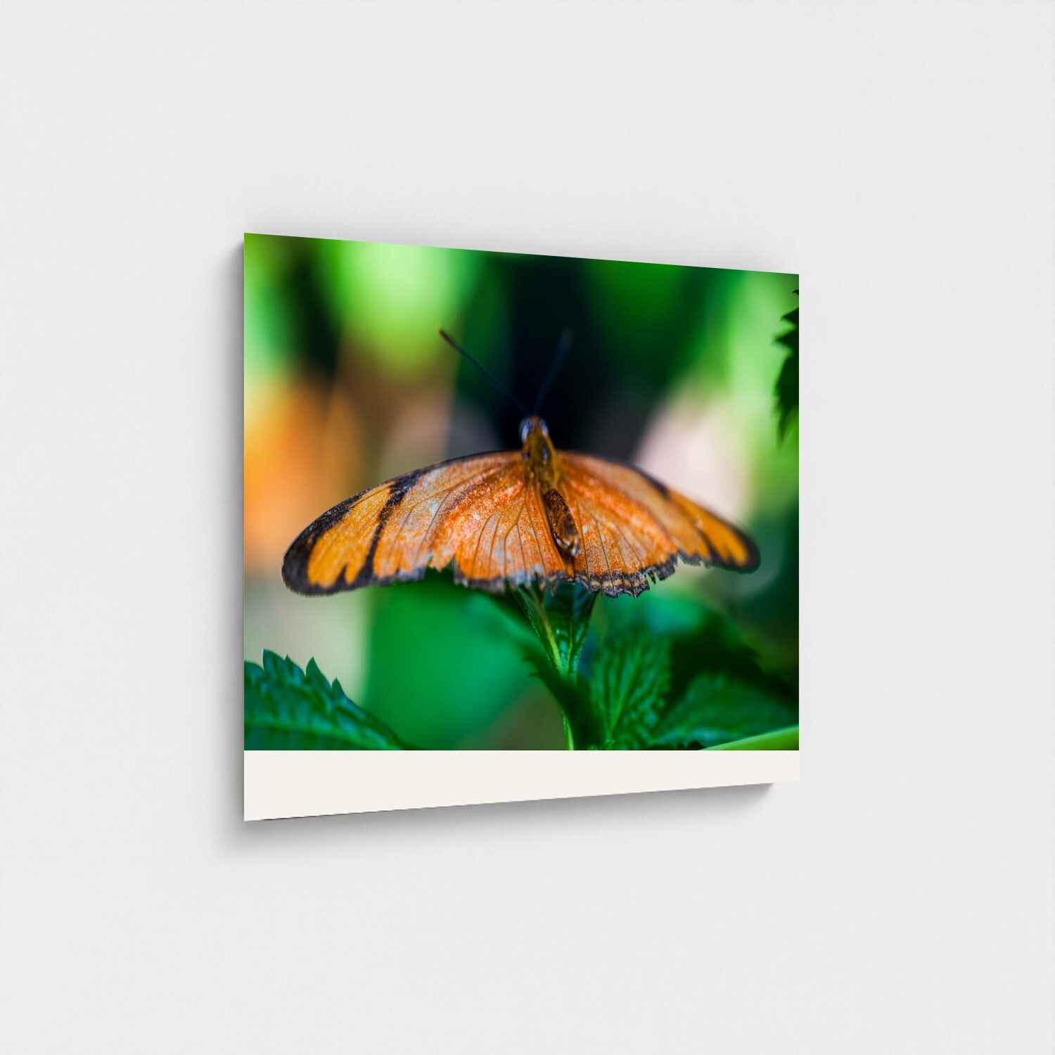 Black frame · box · no mount